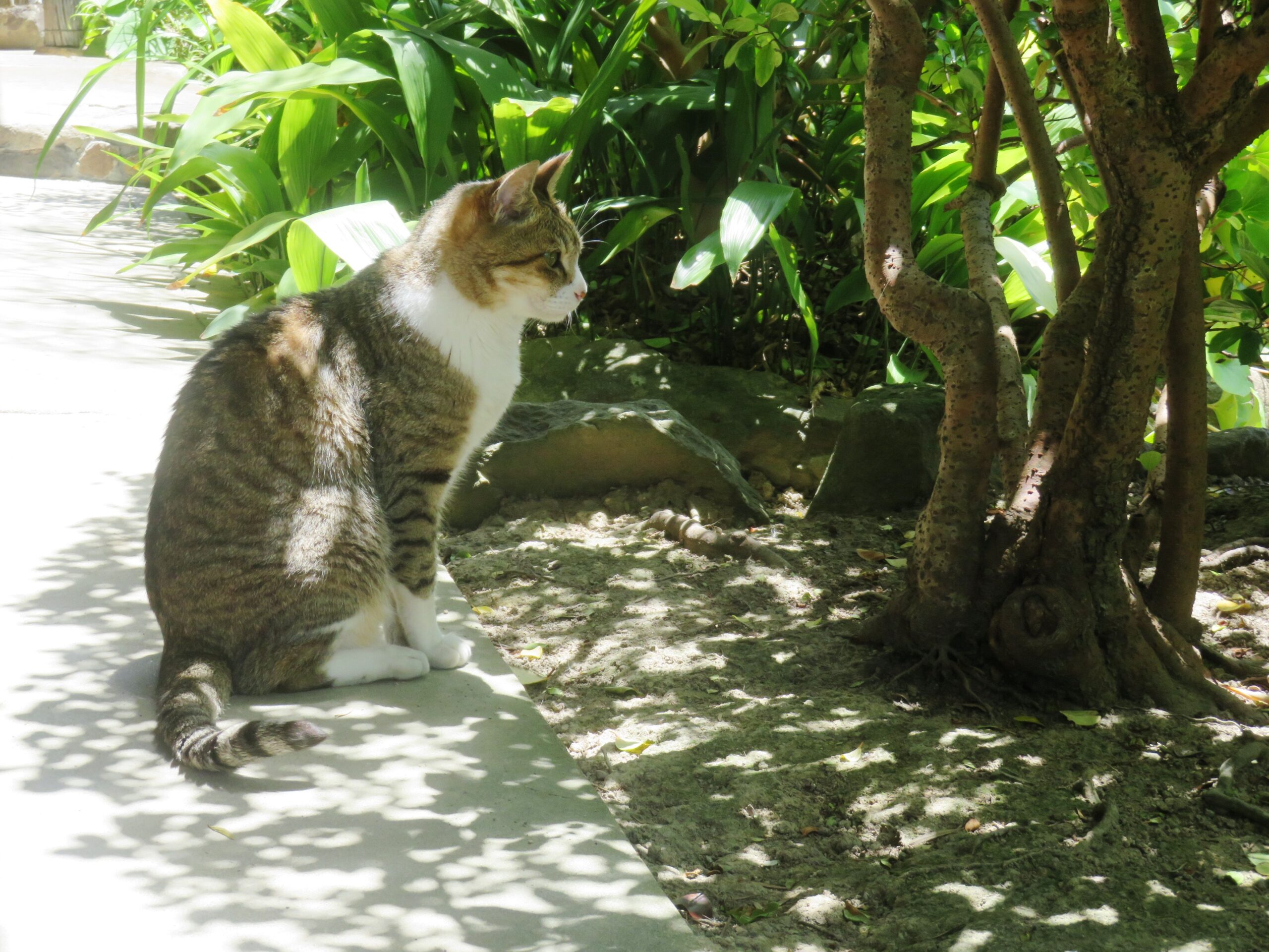 ねこ、風太　木陰