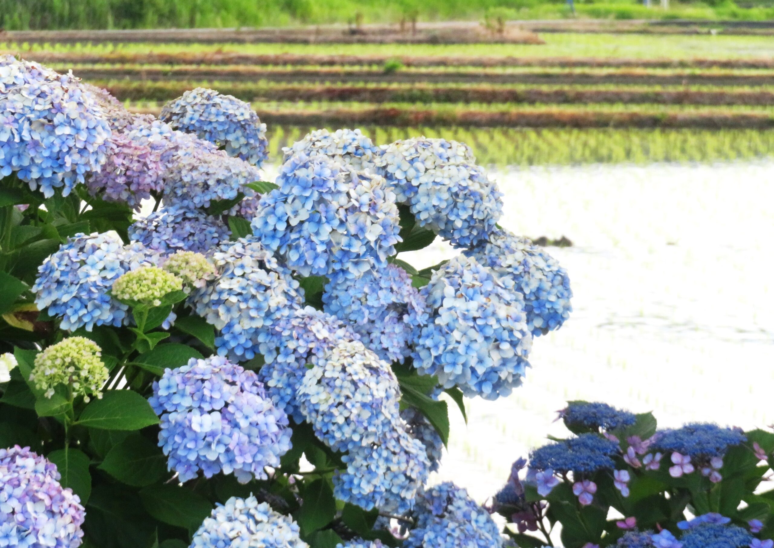 紫陽花夕景