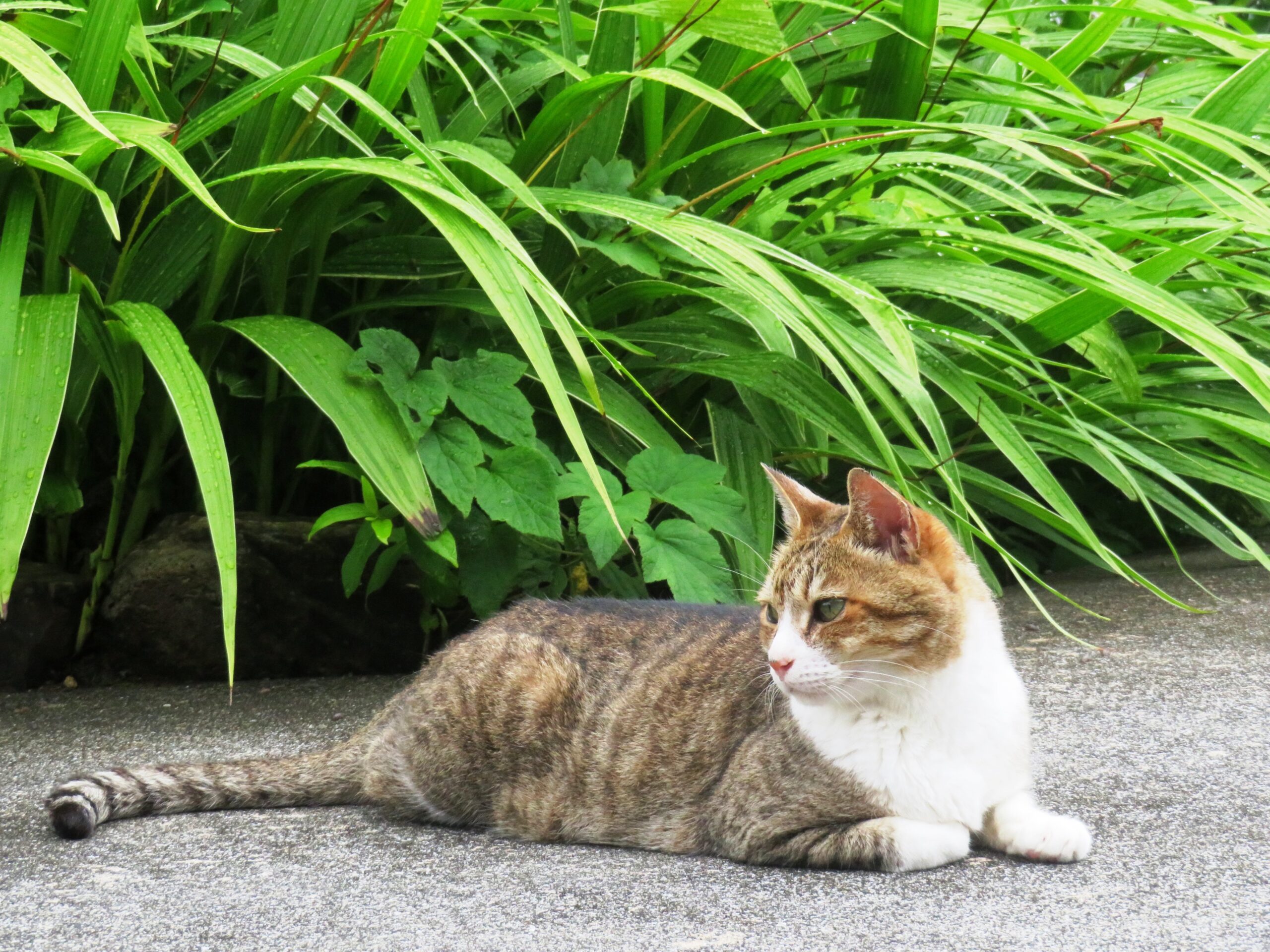 ねこ、風太　巡回