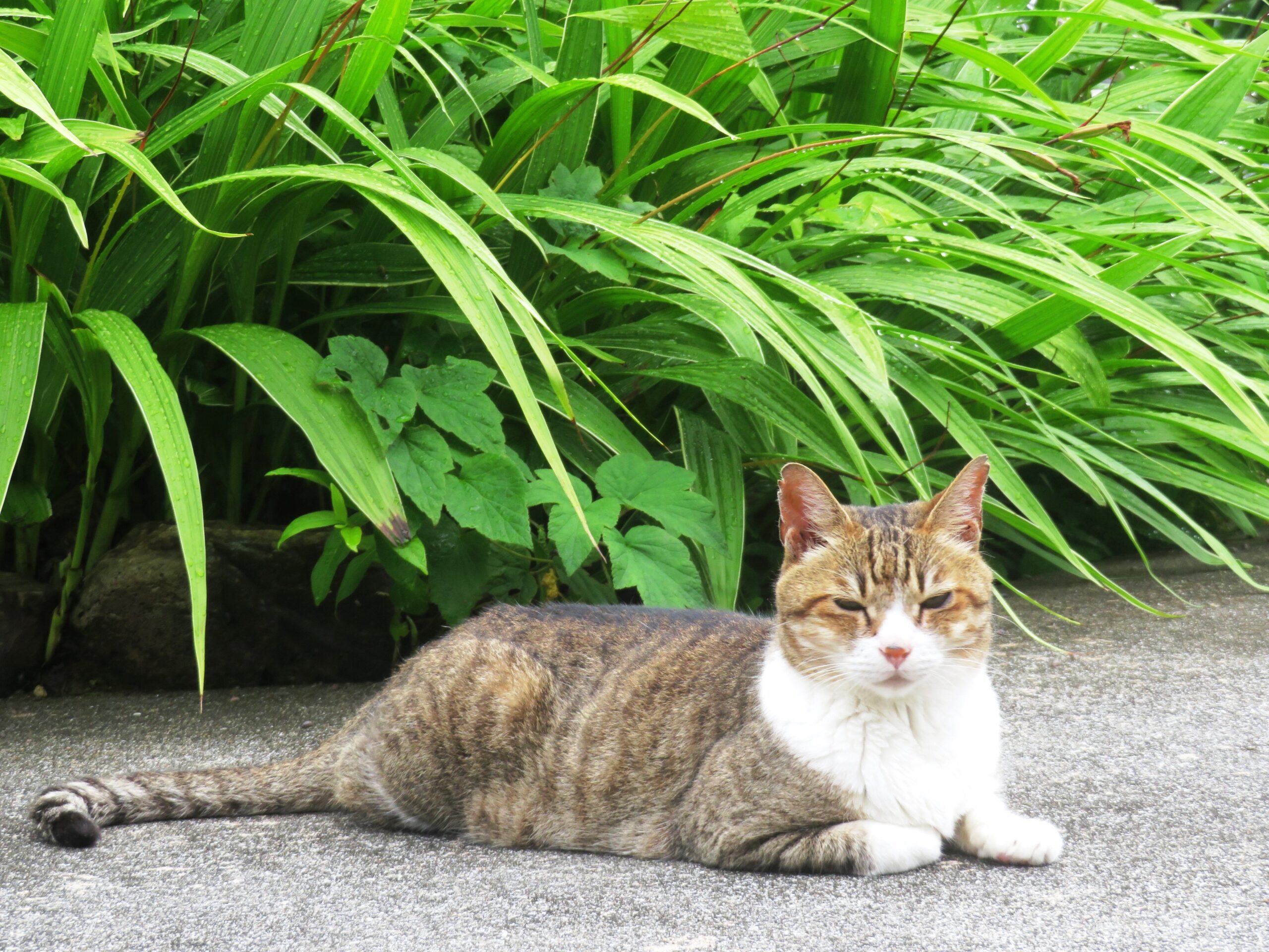 ねこ、風太　巡回