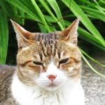 ねこ、風太　巡回