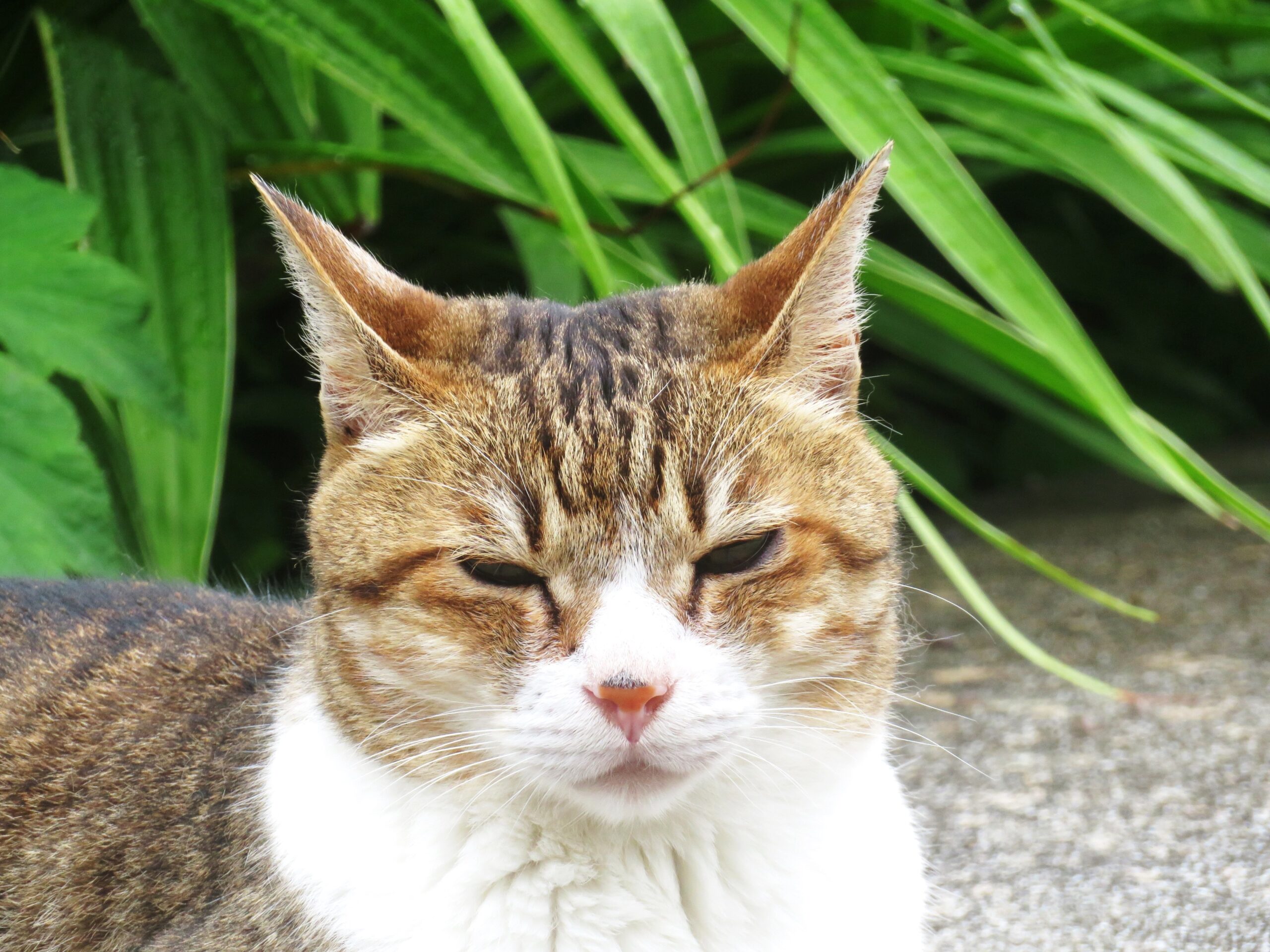 ねこ、風太　巡回