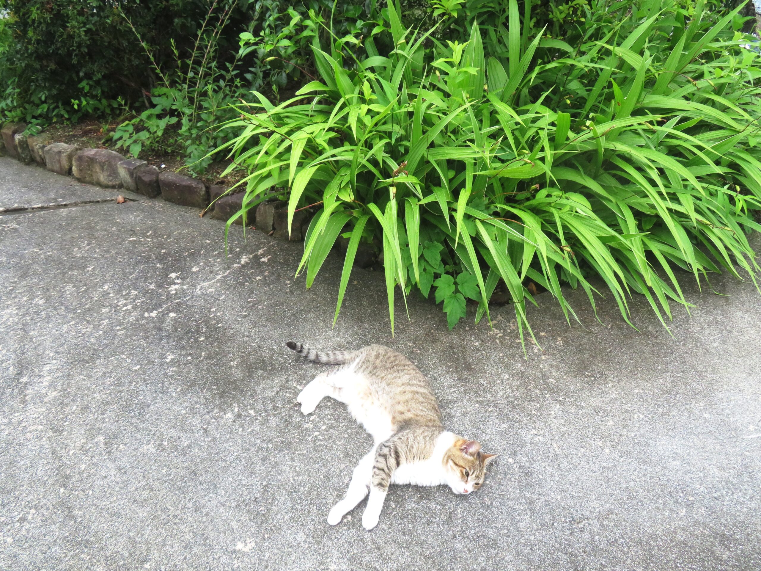 ねこ、風太　ゴロゴロ