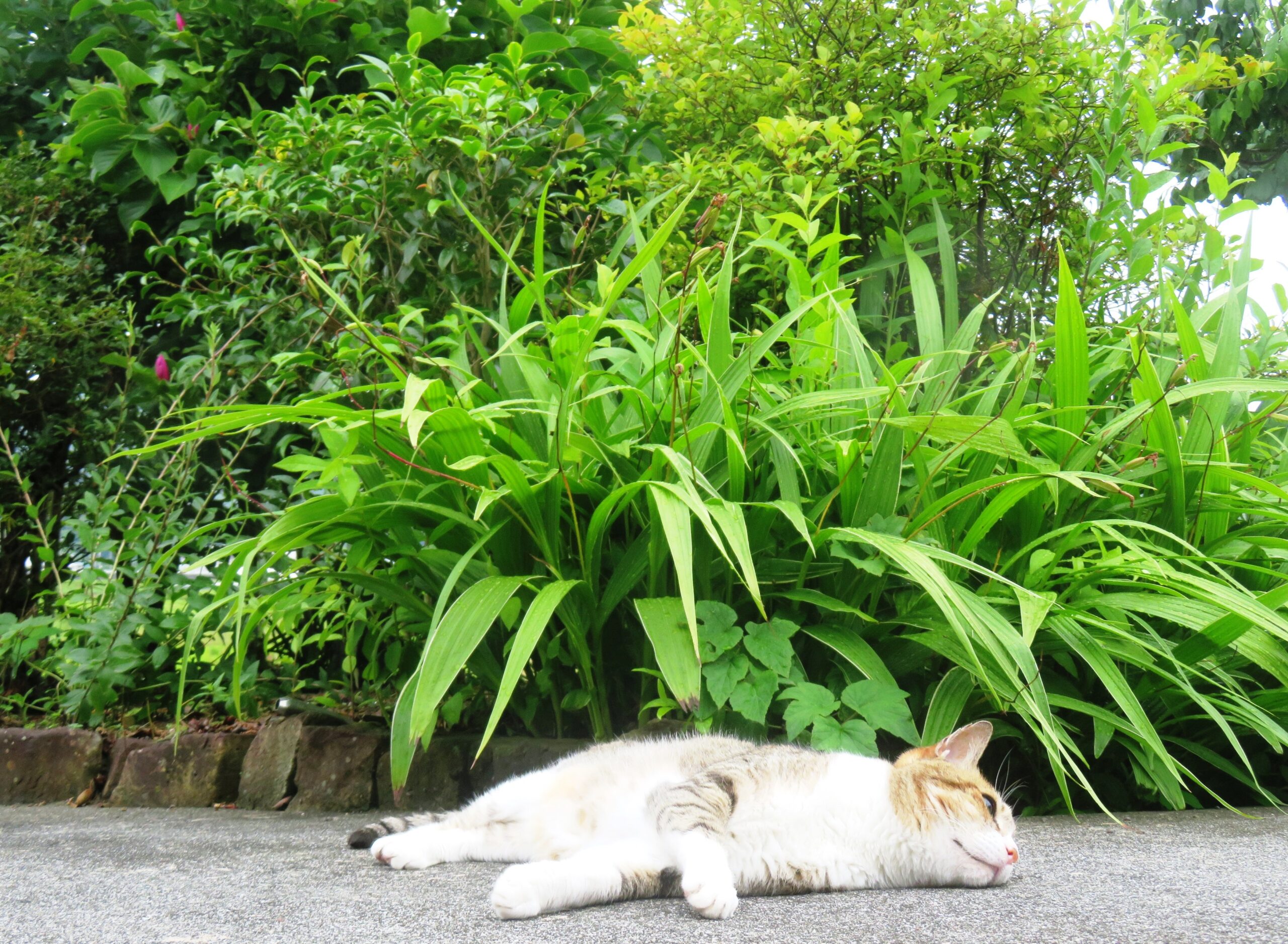 ねこ、風太　ゴロゴロ