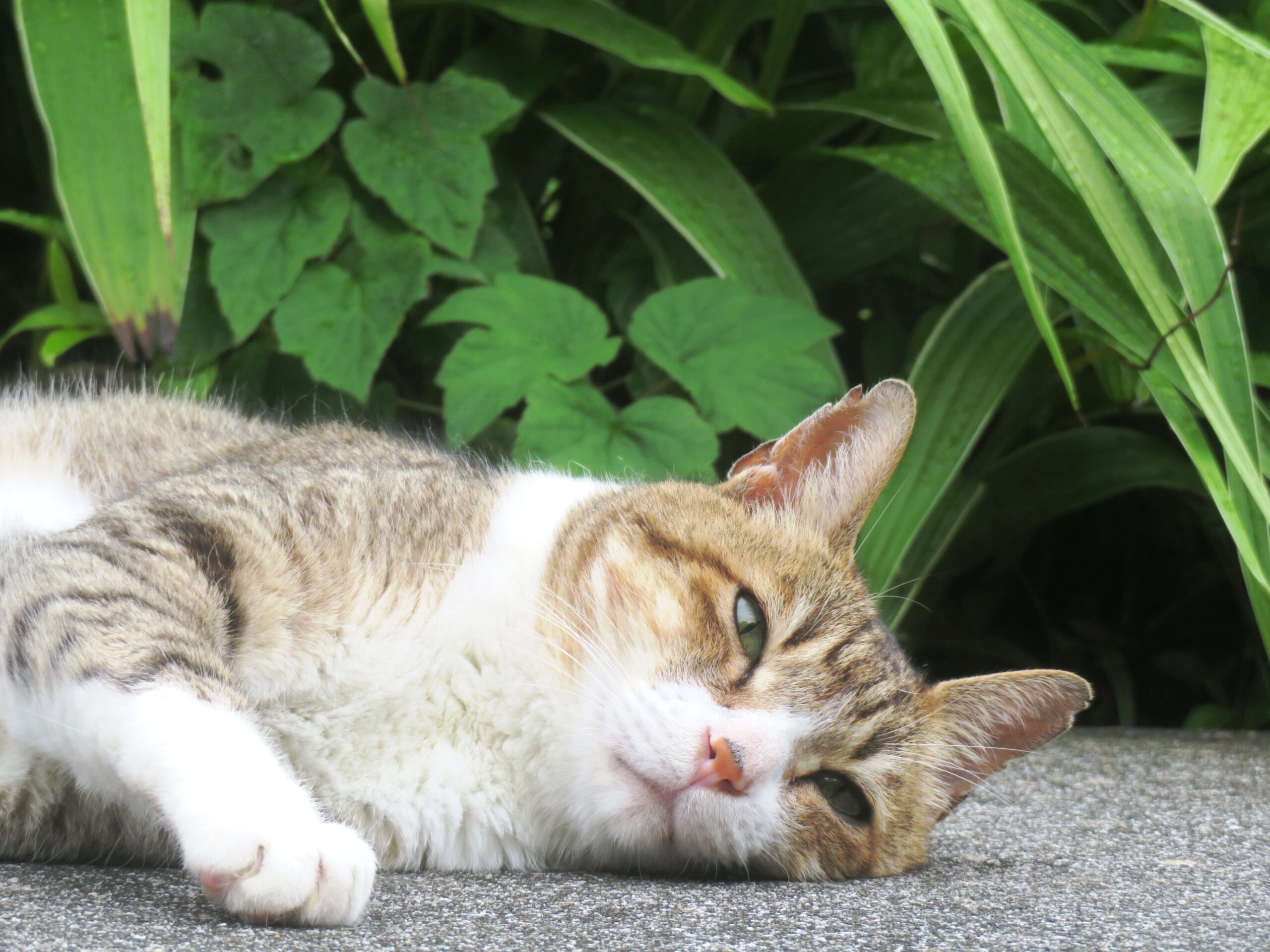 ねこ、風太　ゴロゴロ