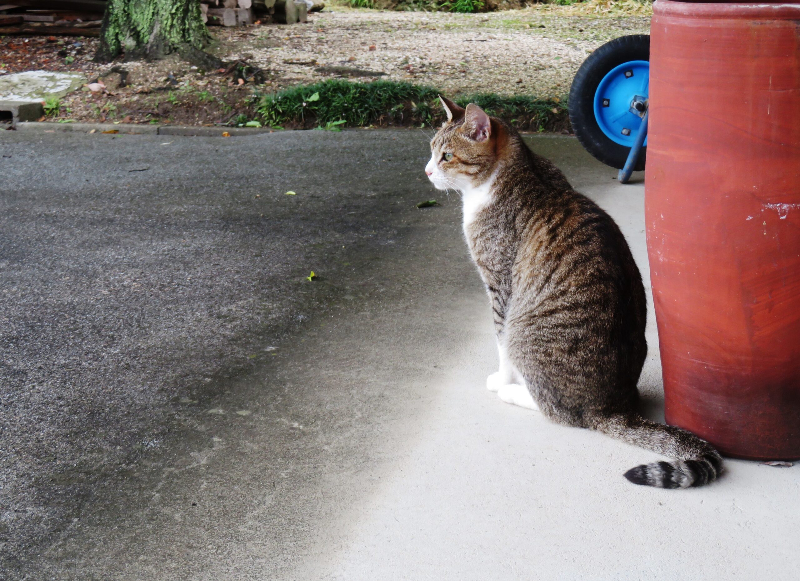 ねこ、風太　巡回