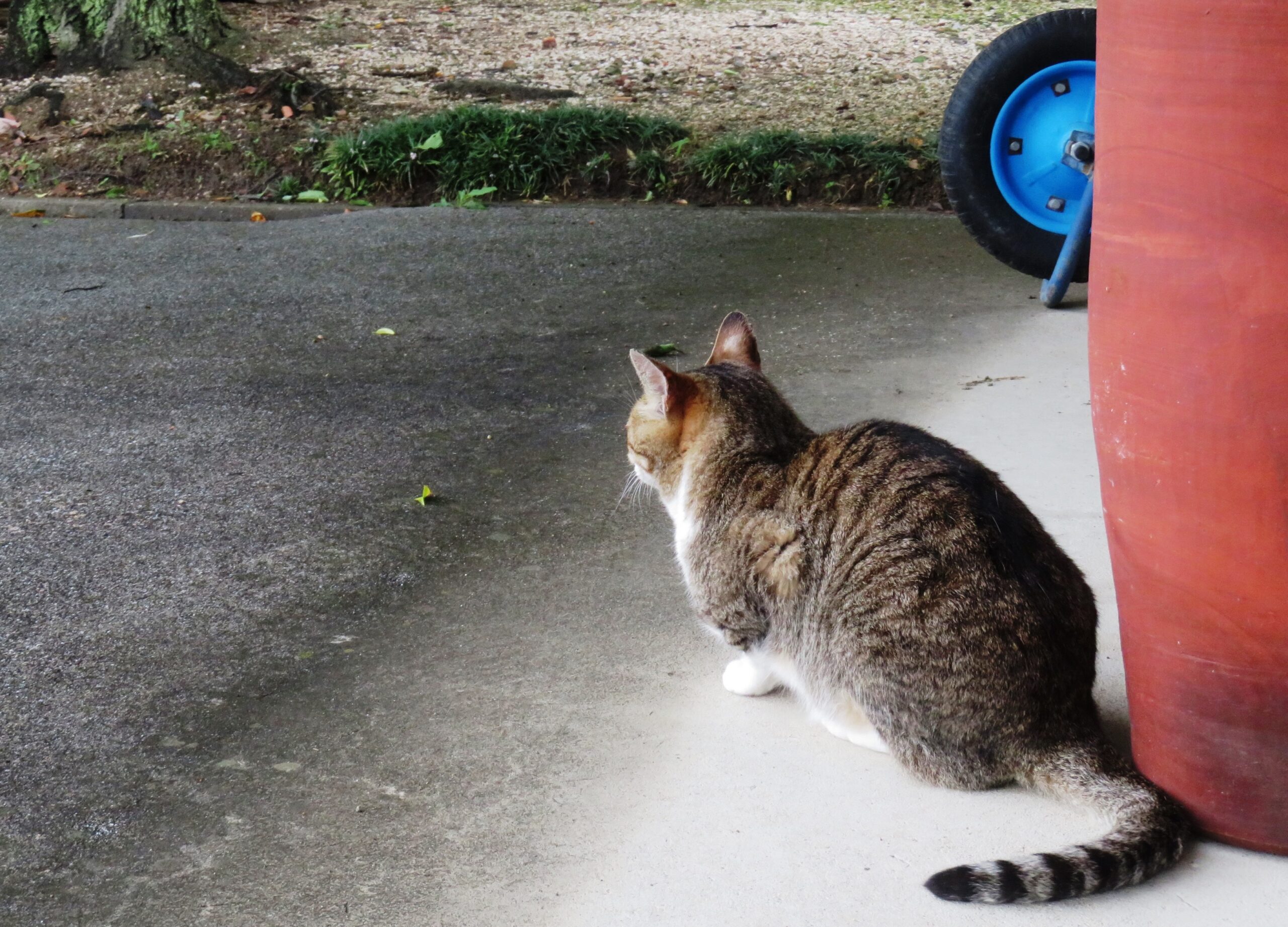 ねこ、風太　巡回