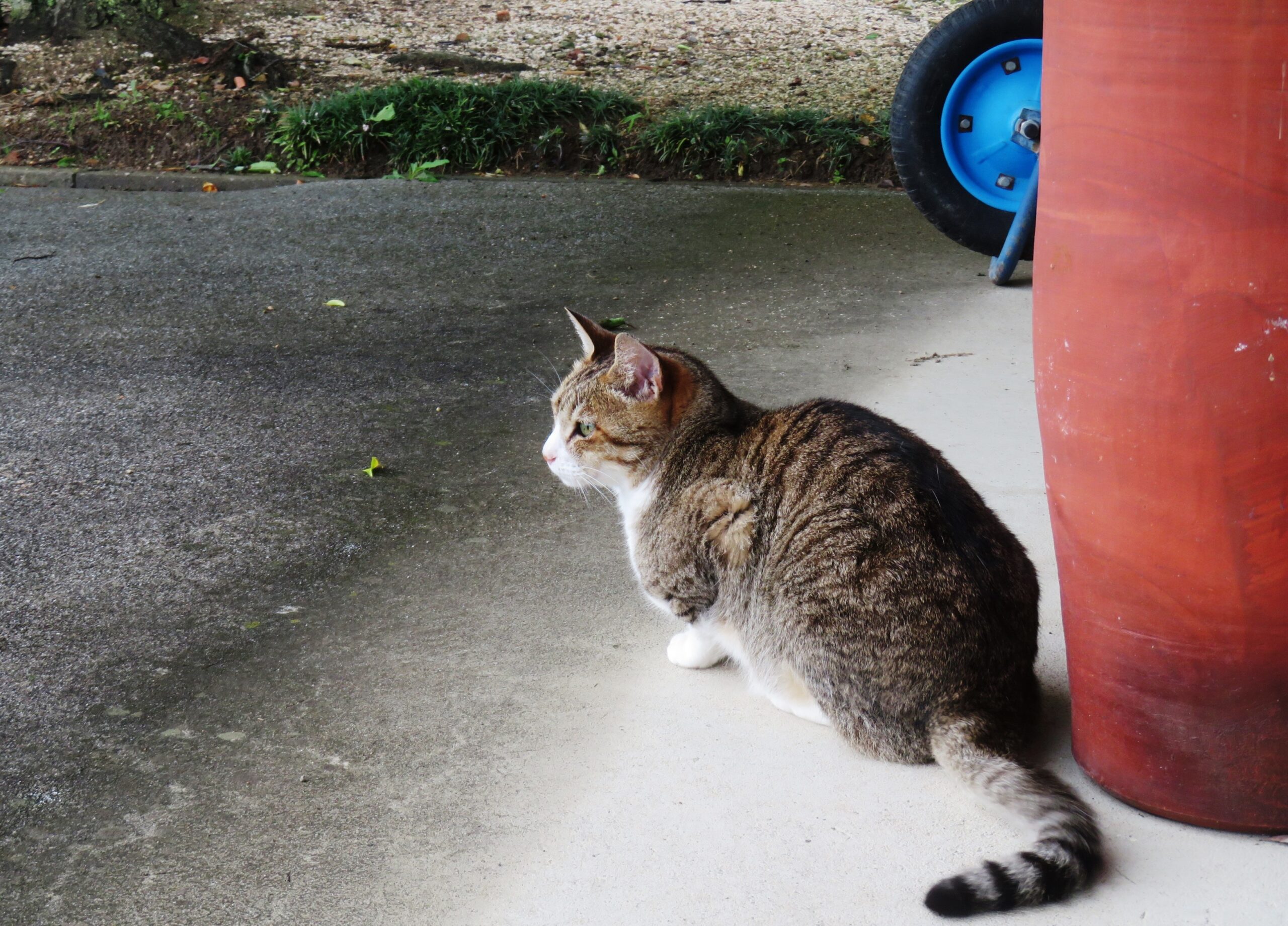 ねこ、風太　巡回