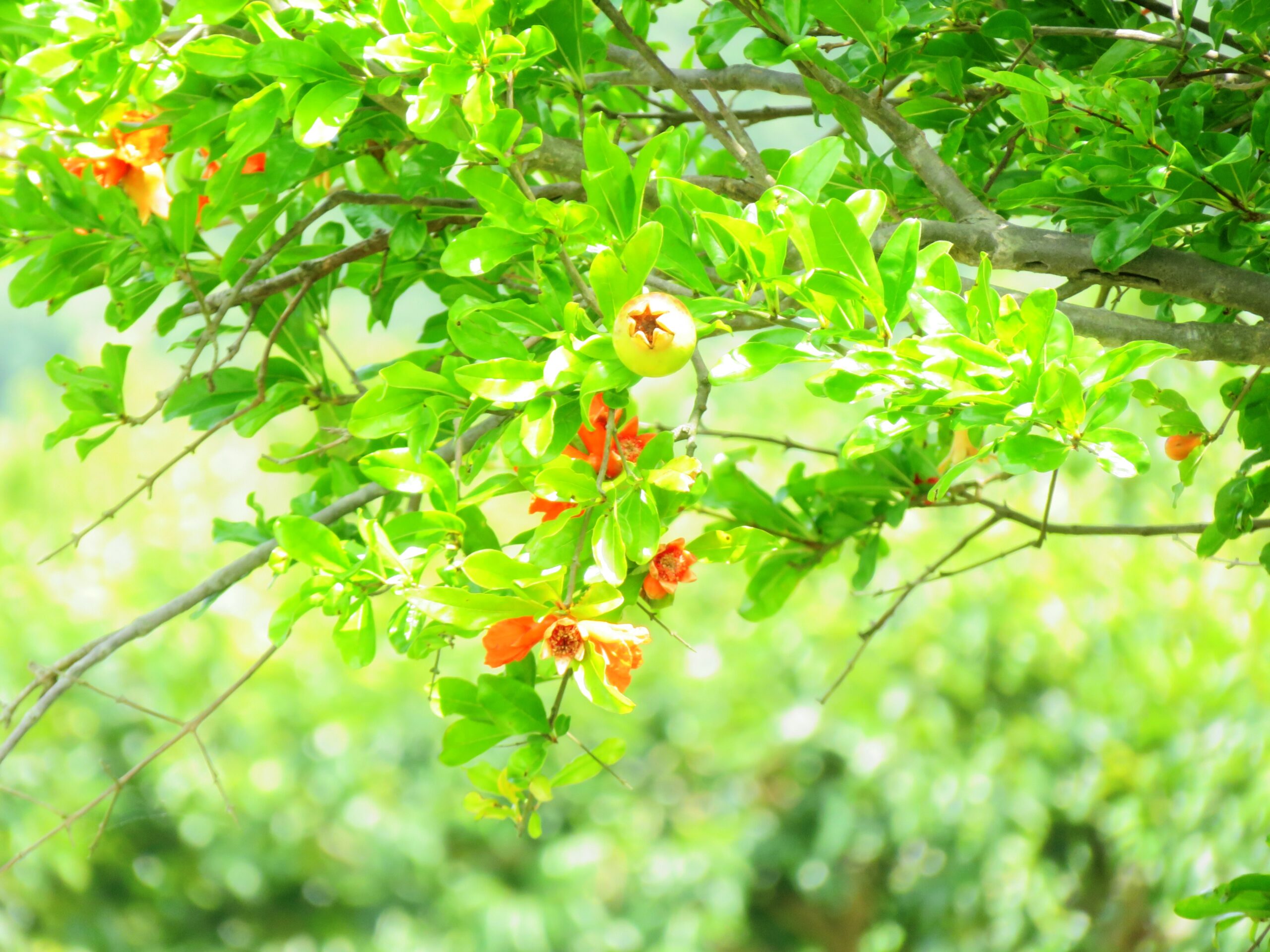 ザクロ（柘榴）の花