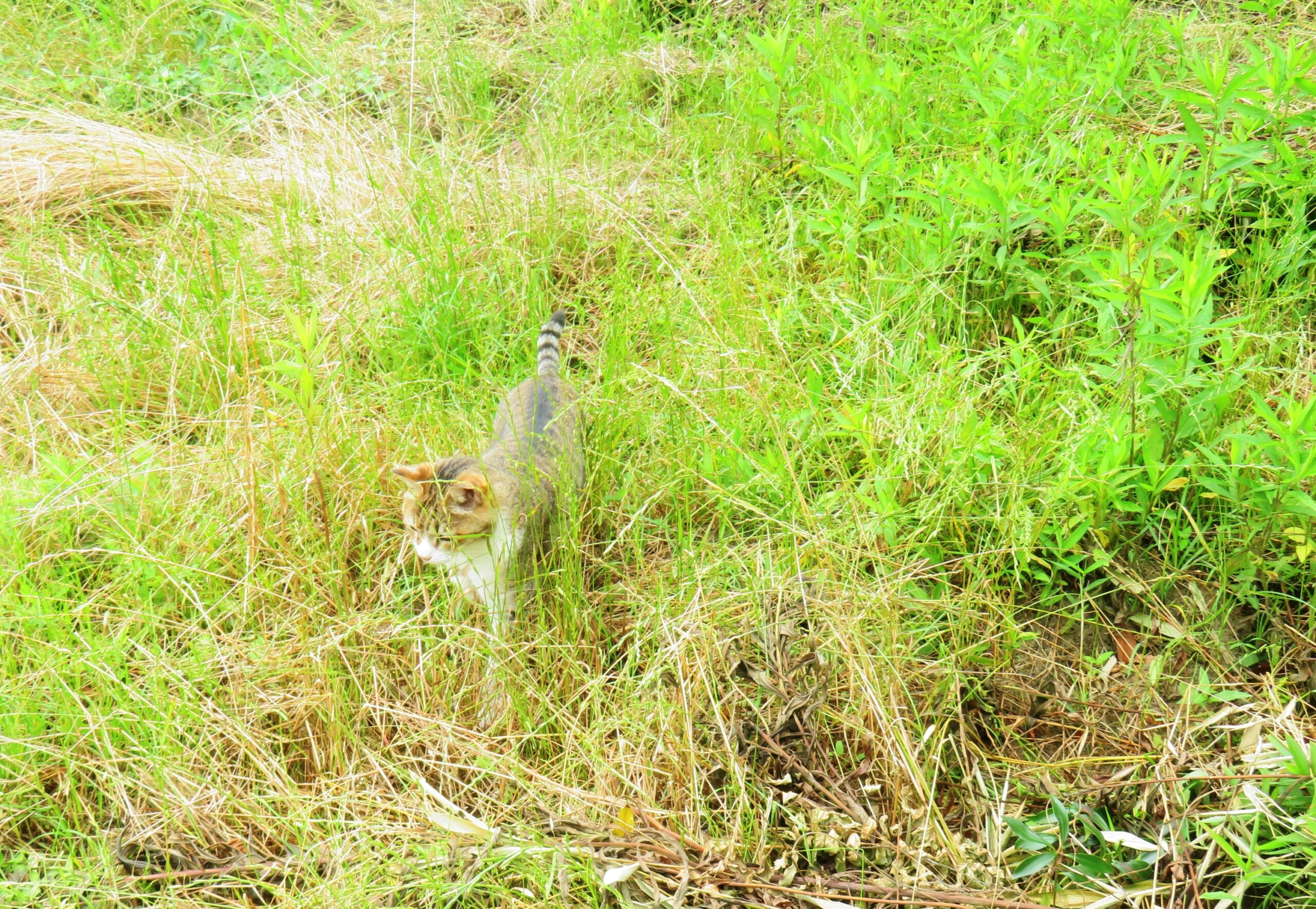 ねこ、風太　巡回