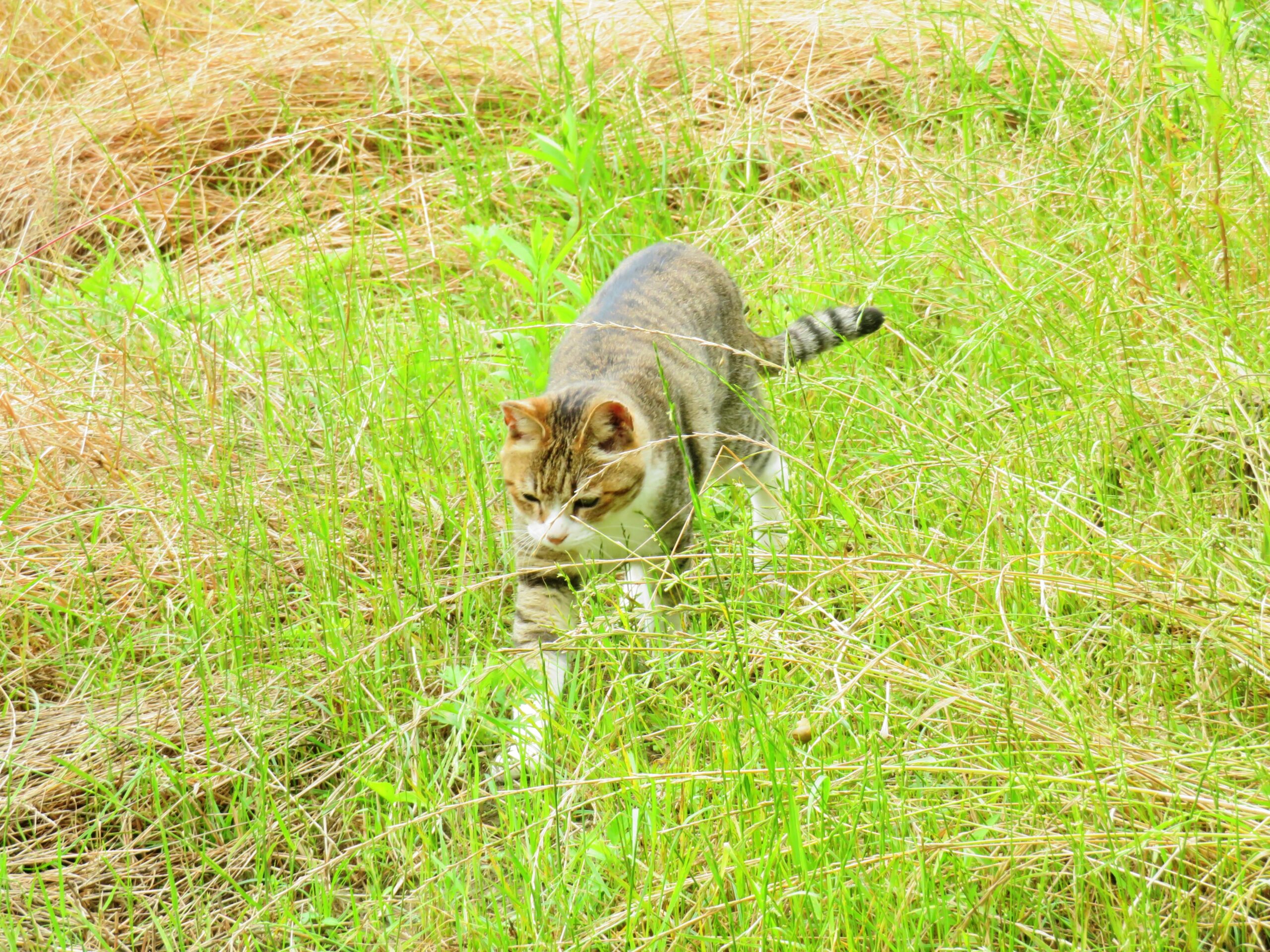 ねこ、風太　巡回