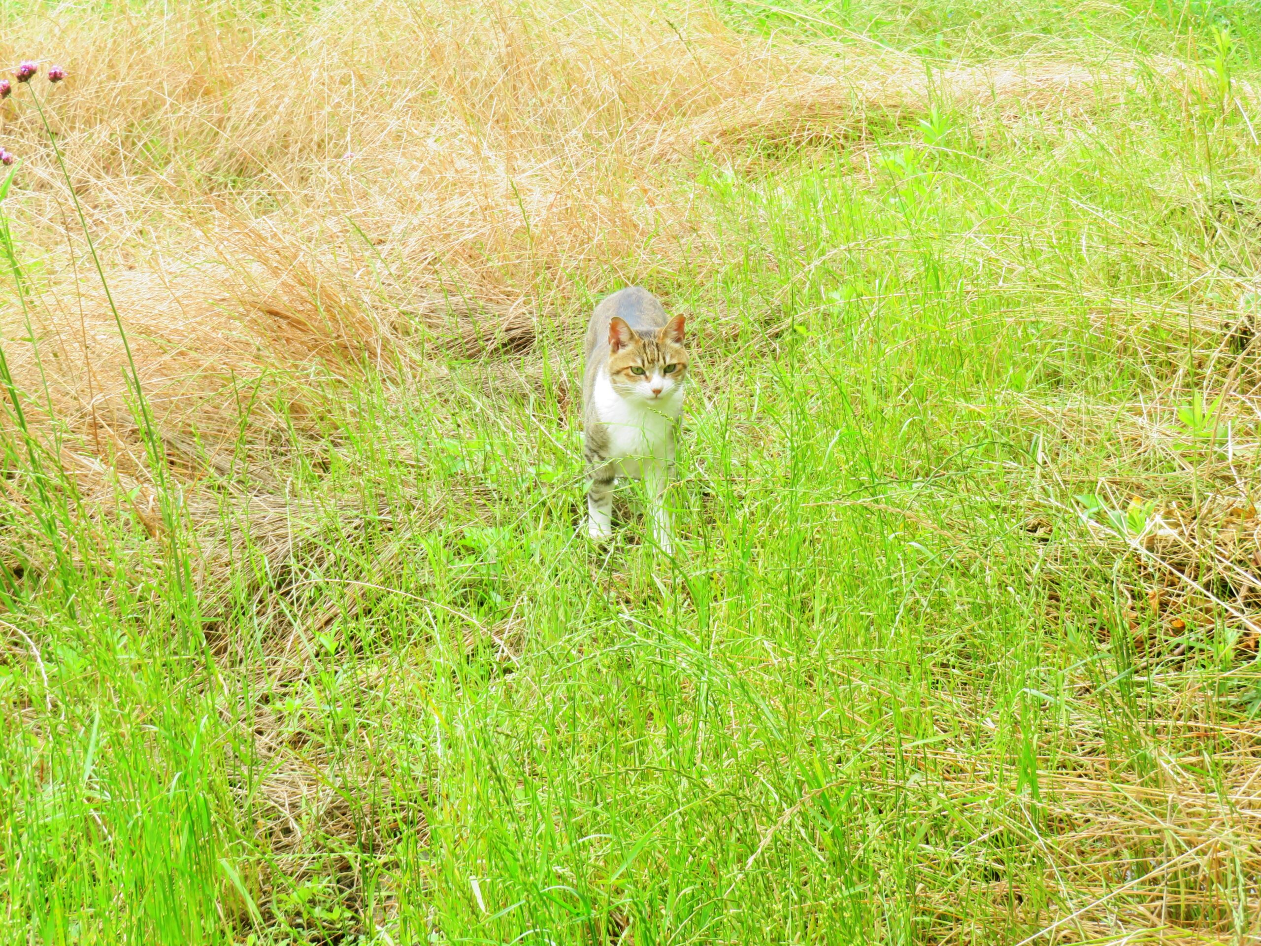 ねこ、風太　巡回