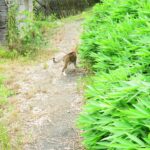 ねこ、風太　巡回