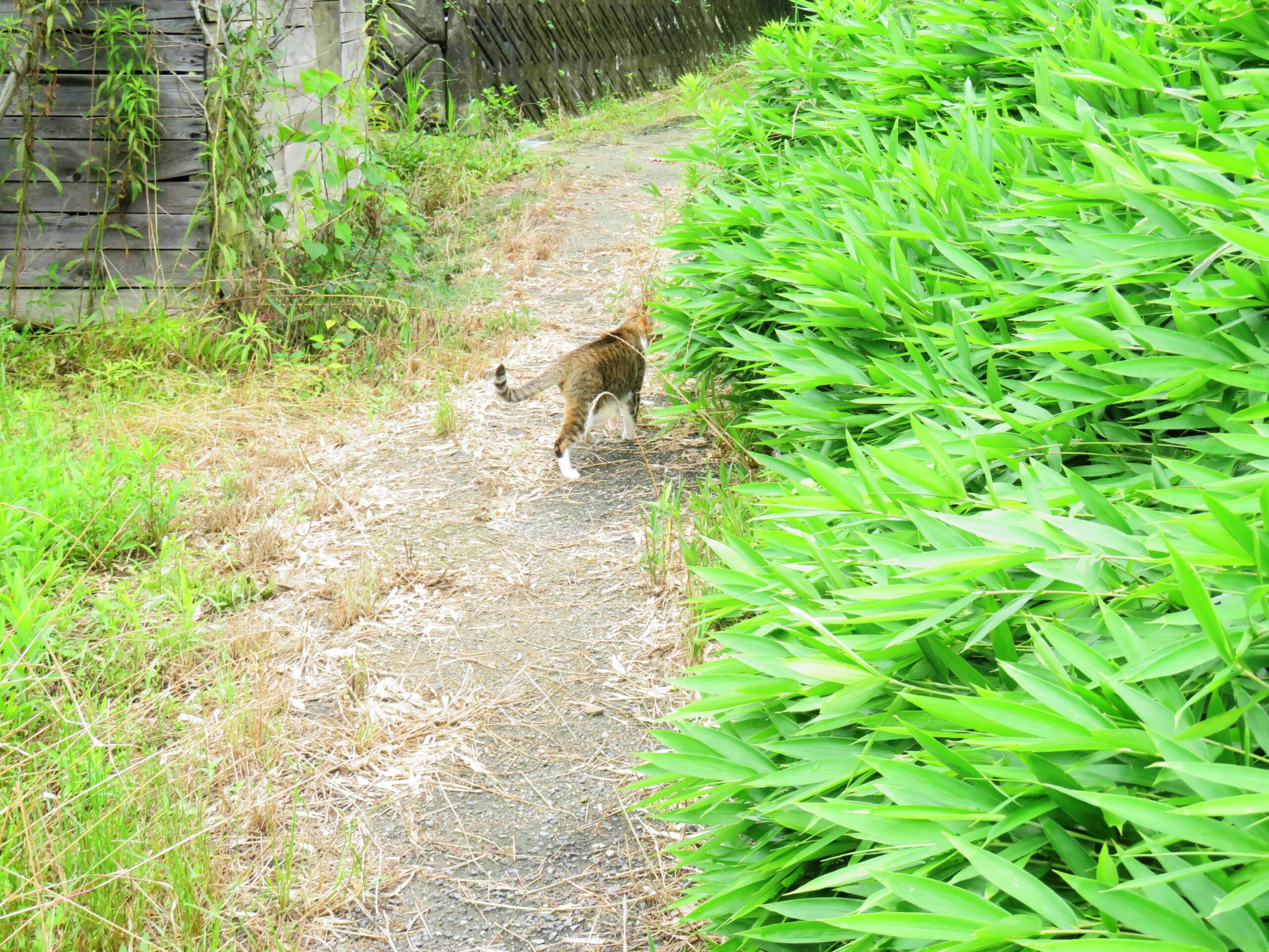 ねこ、風太　巡回