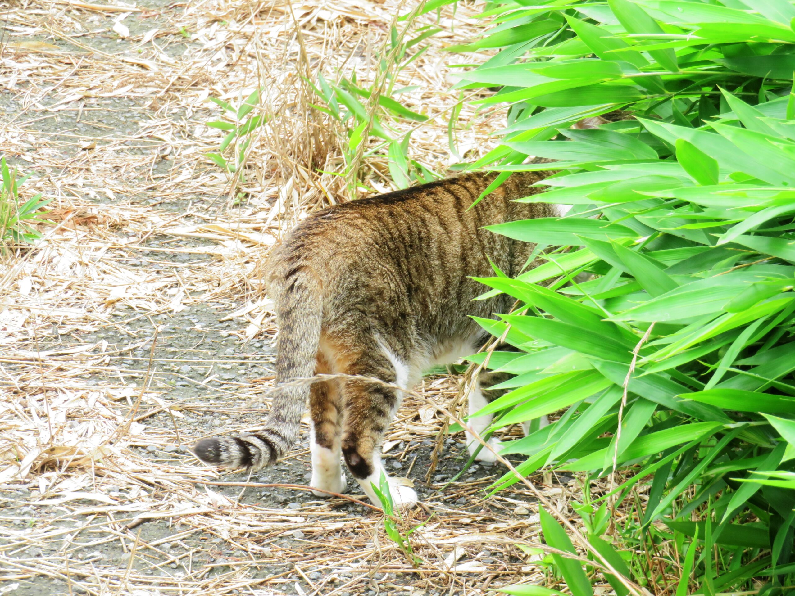 ねこ、風太　巡回