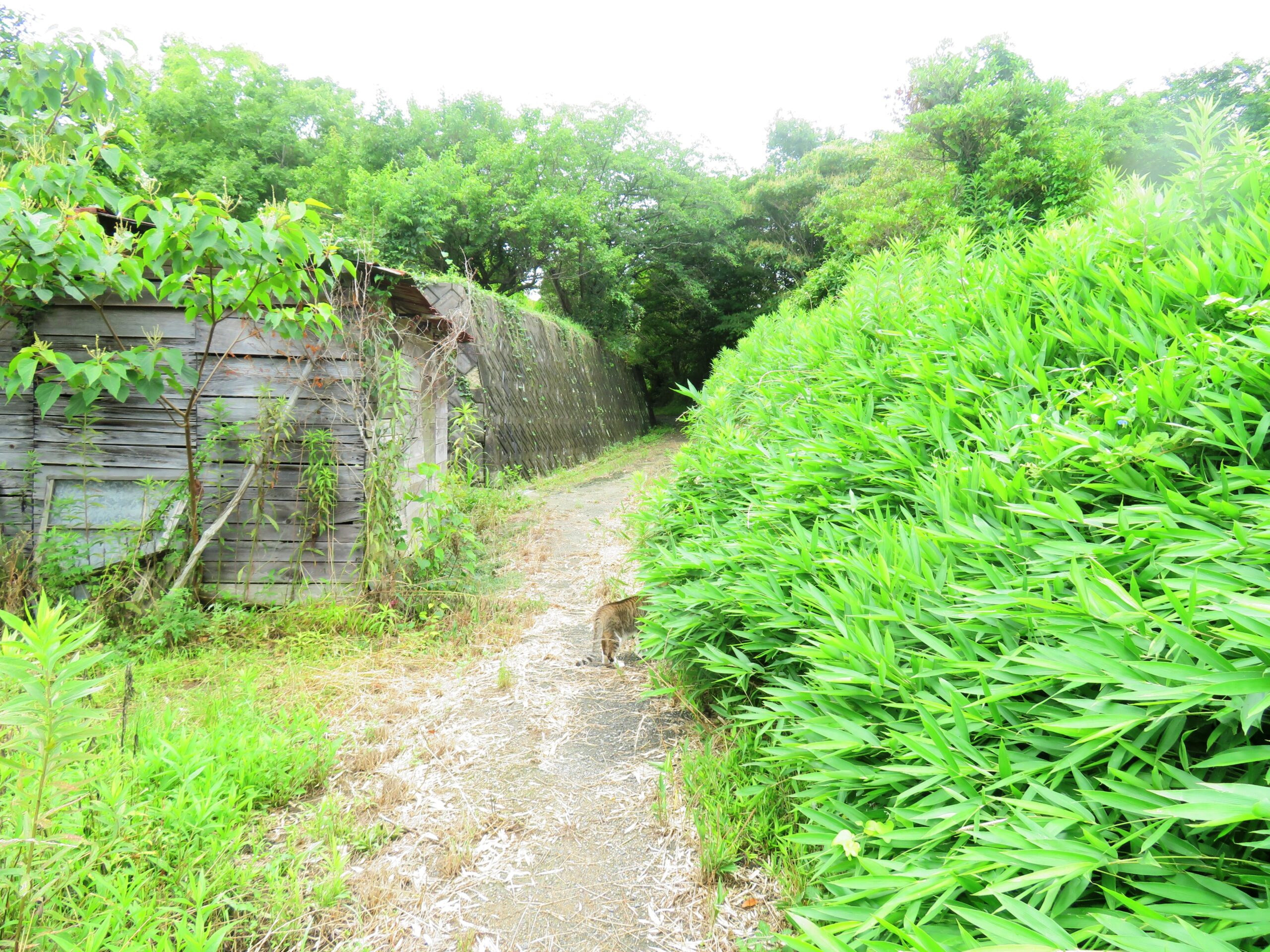 ねこ、風太　巡回