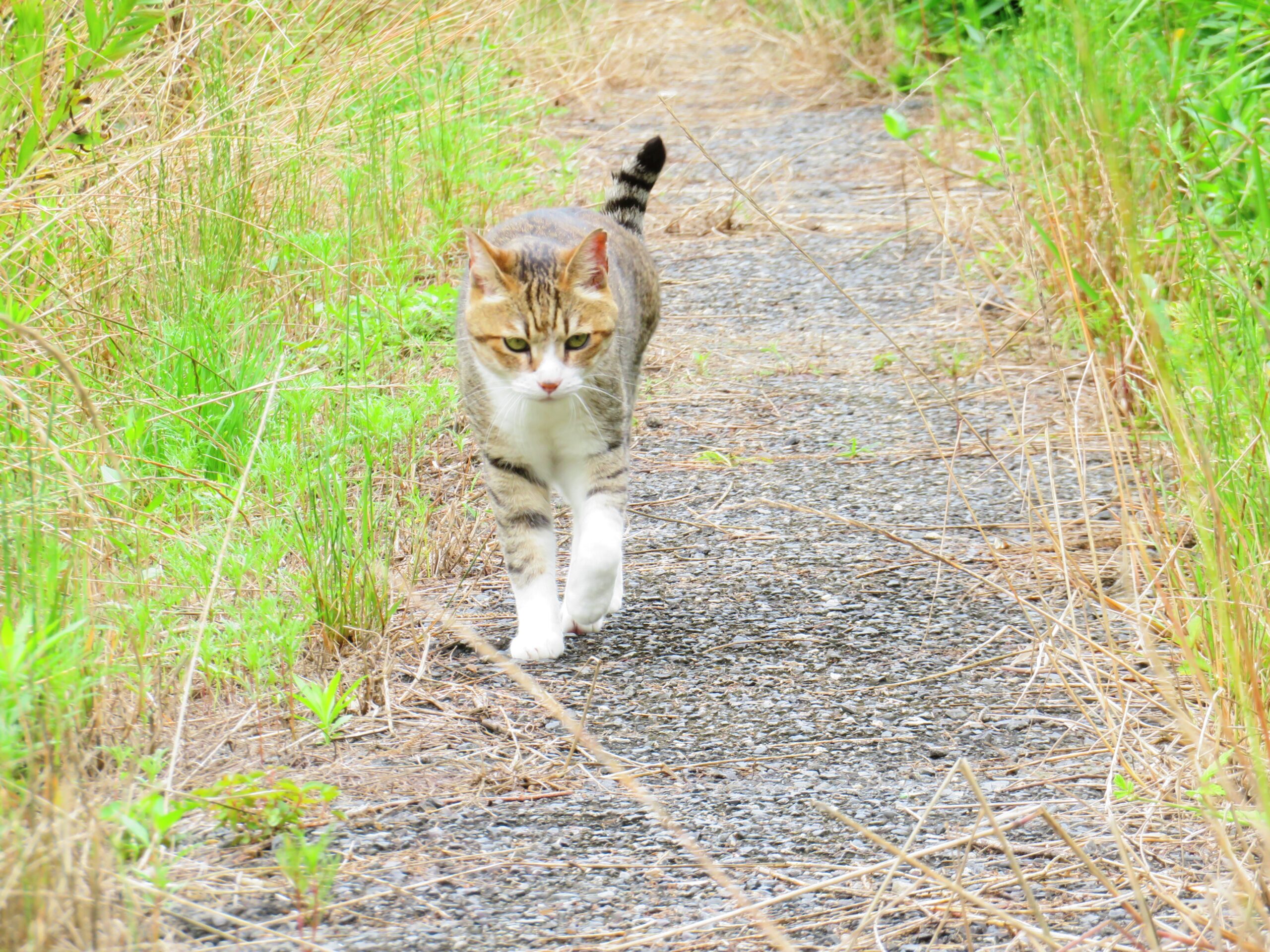 ねこ、風太　巡回