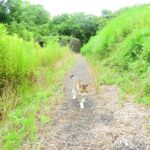 ねこ、風太　巡回