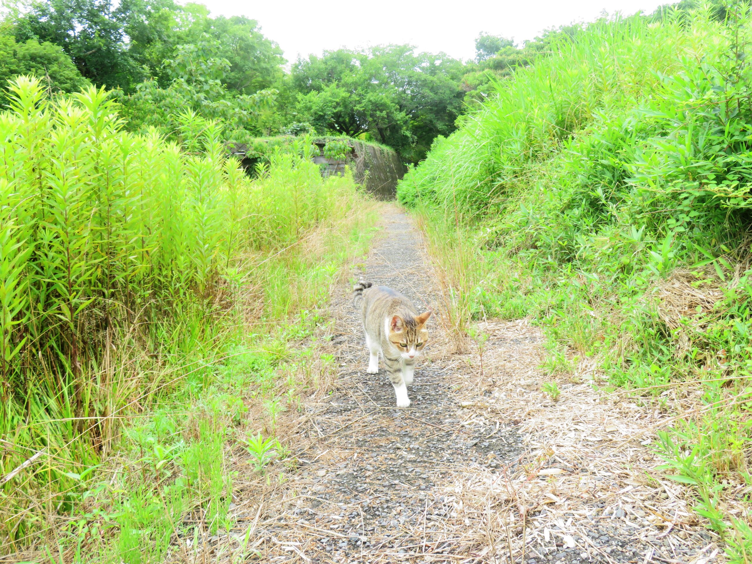 ねこ、風太　巡回