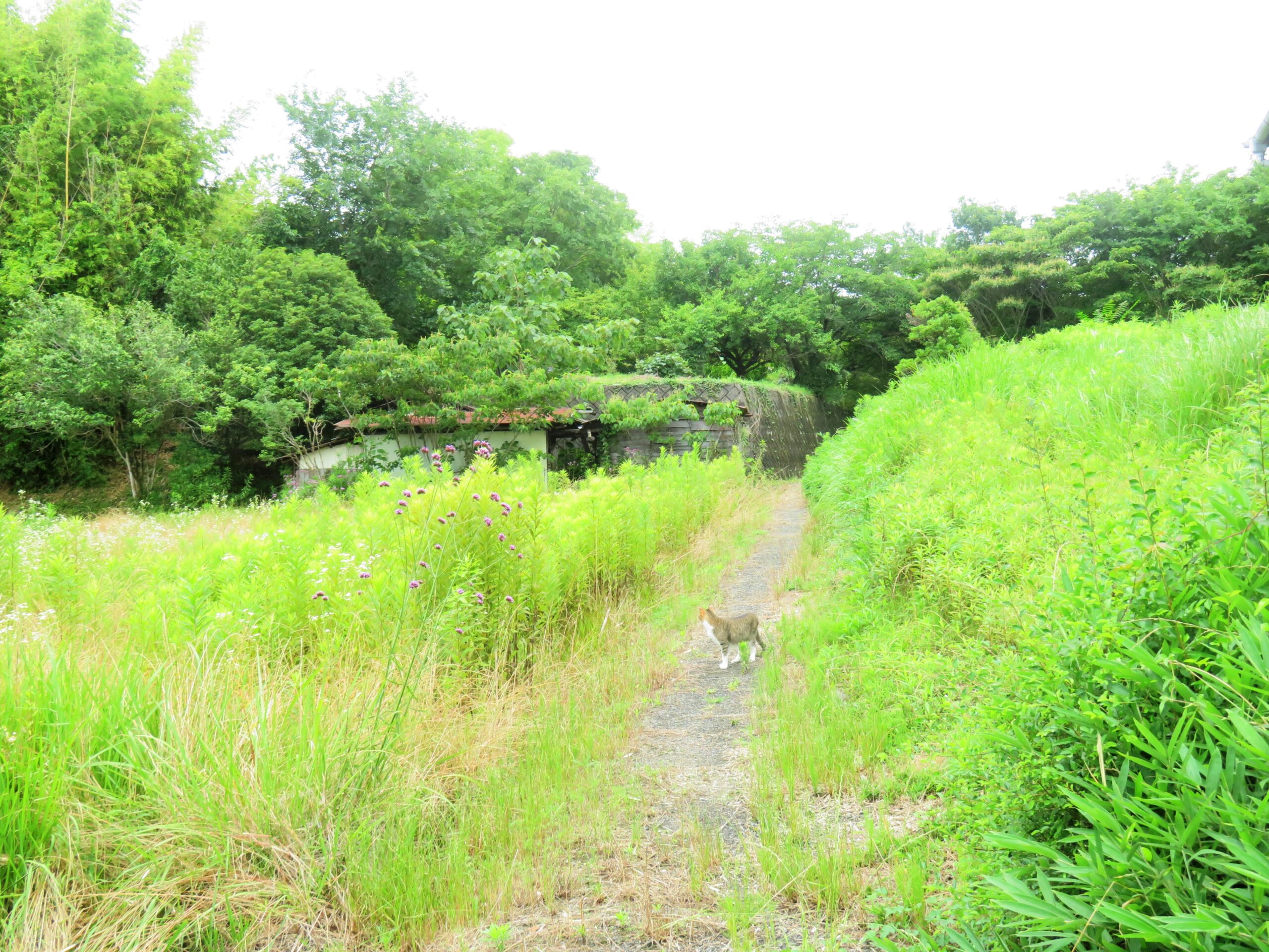 ねこ、風太　巡回