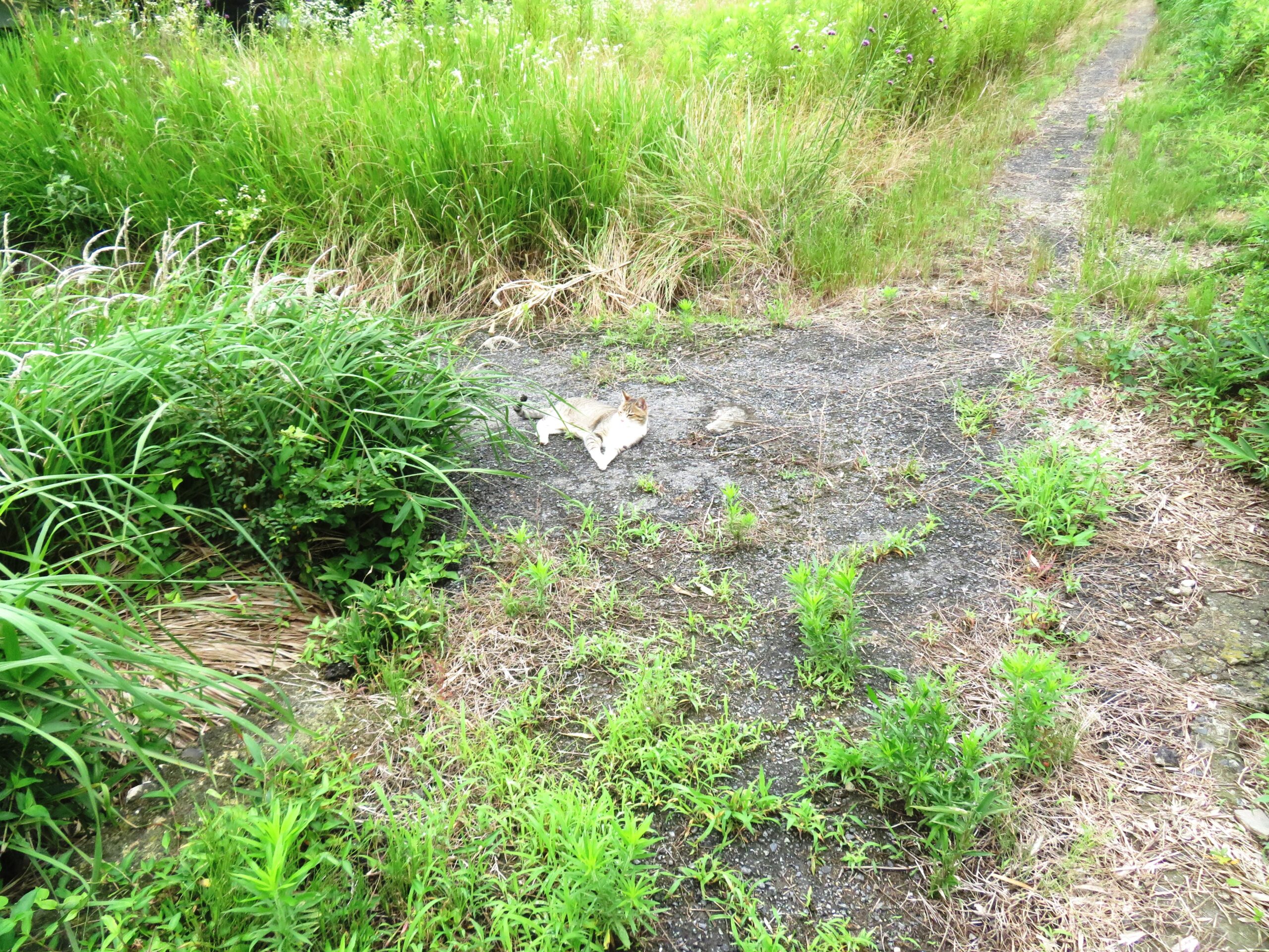 ねこ、風太　巡回