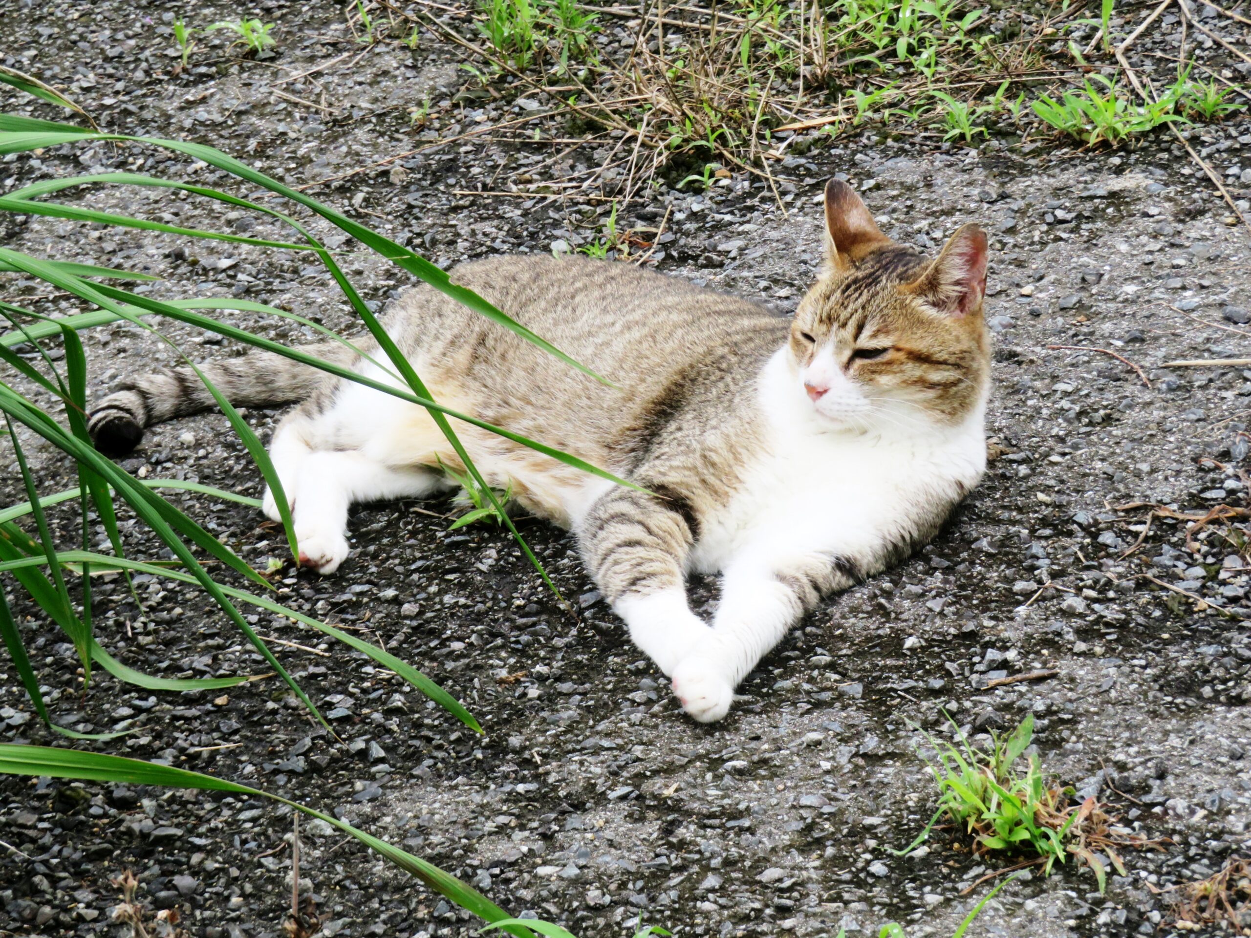 ねこ、風太　巡回