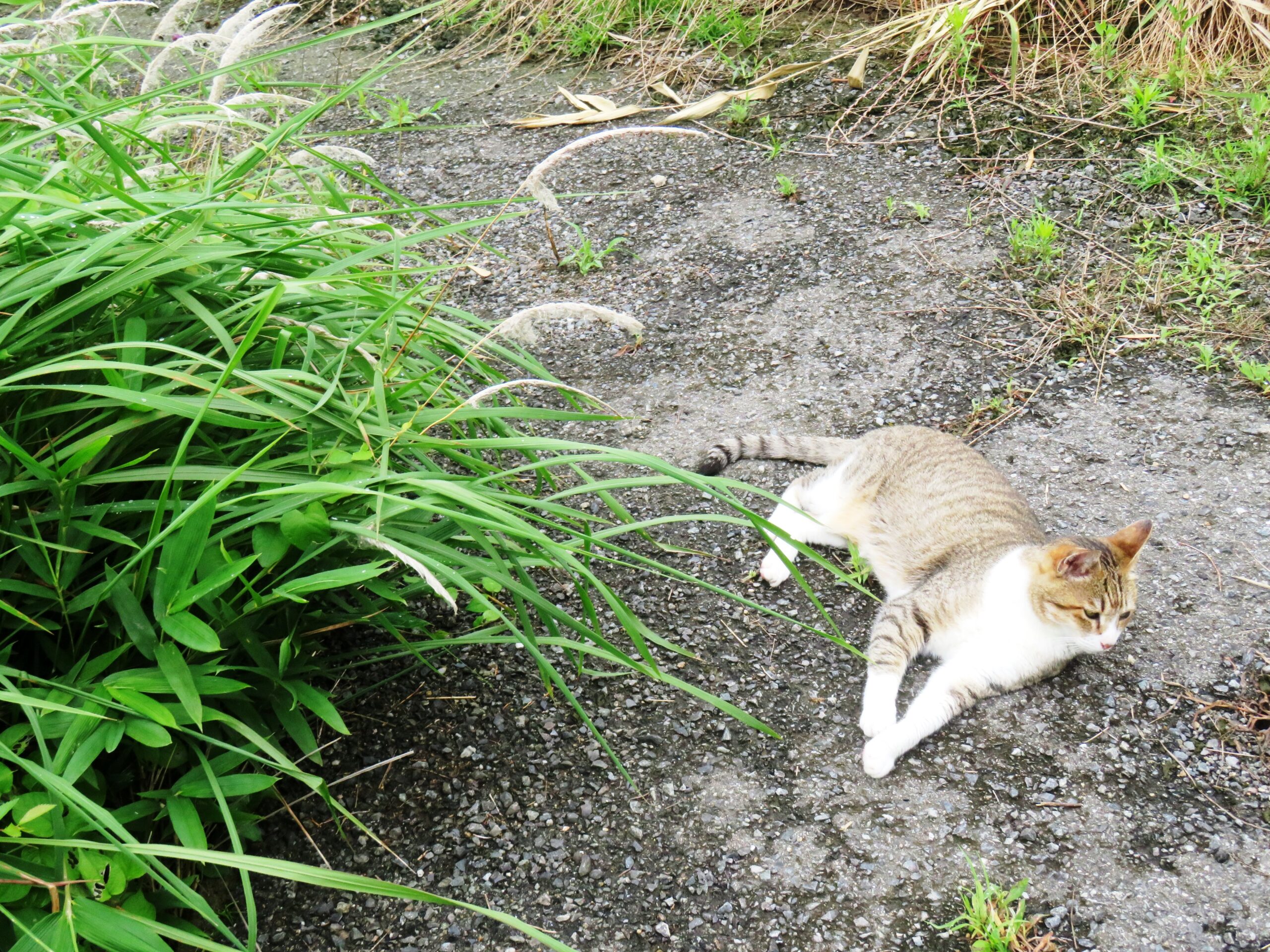 ねこ、風太　巡回