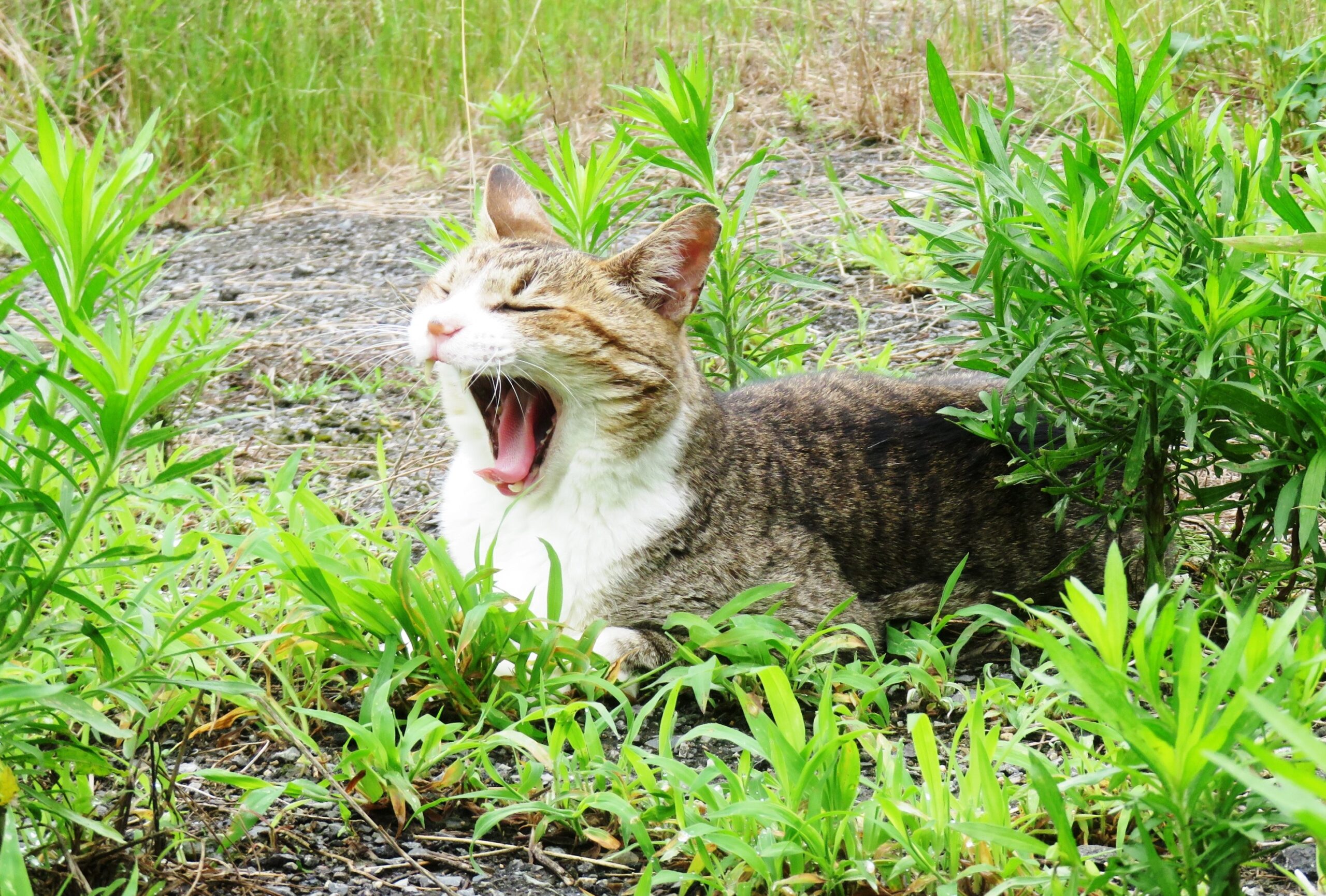 ねこ、風太　巡回