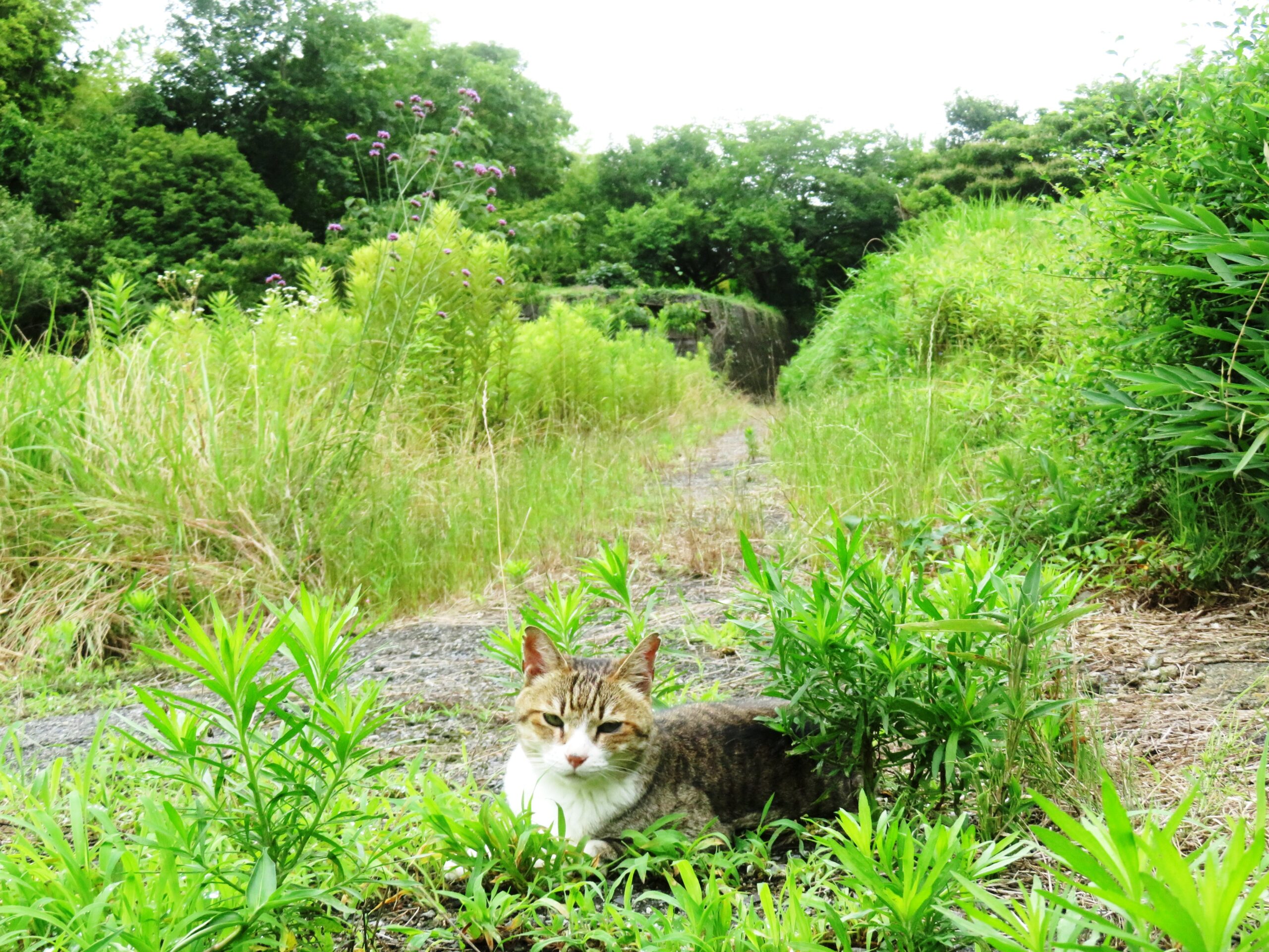 ねこ、風太　巡回