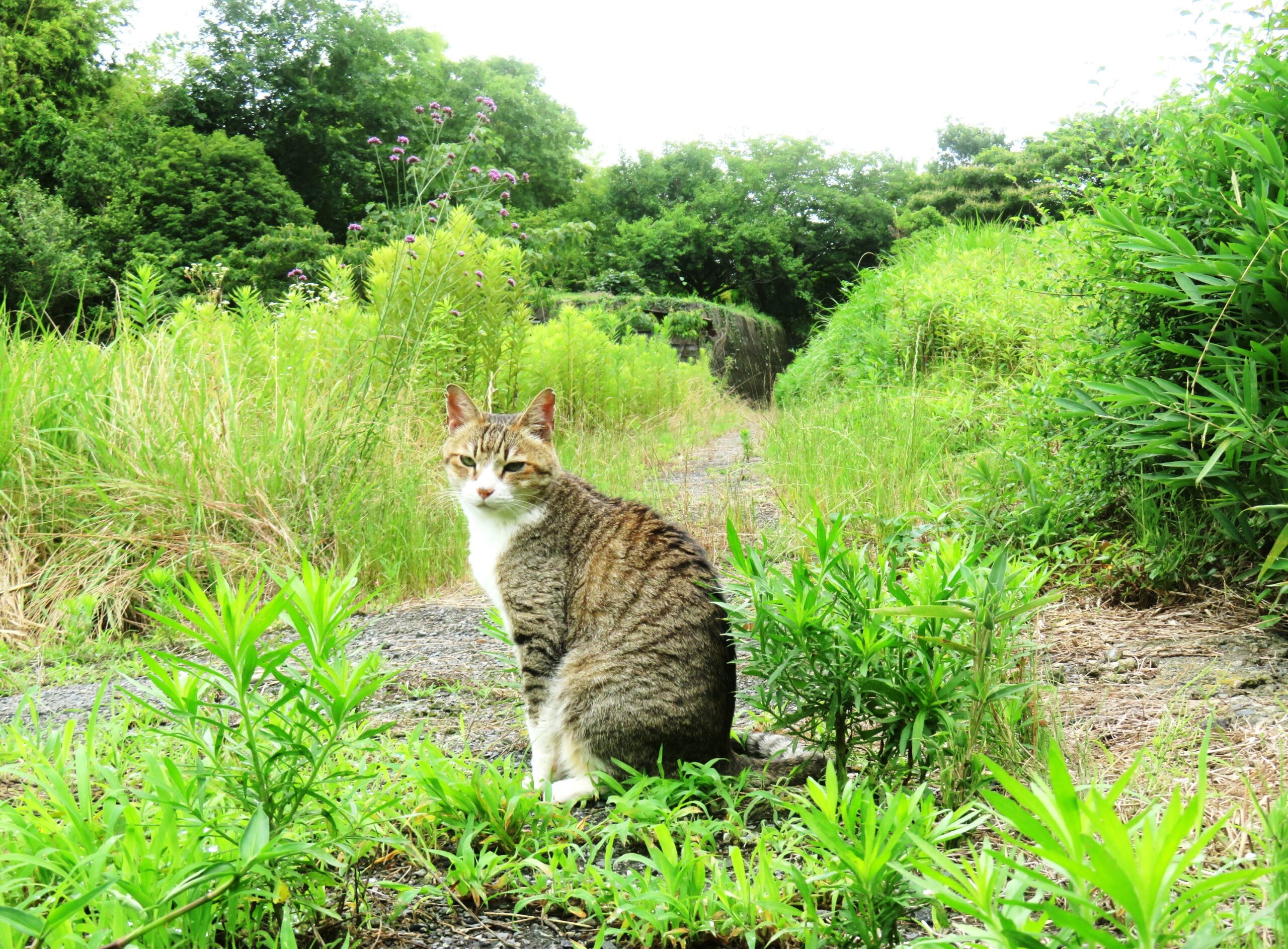 ねこ、風太　巡回