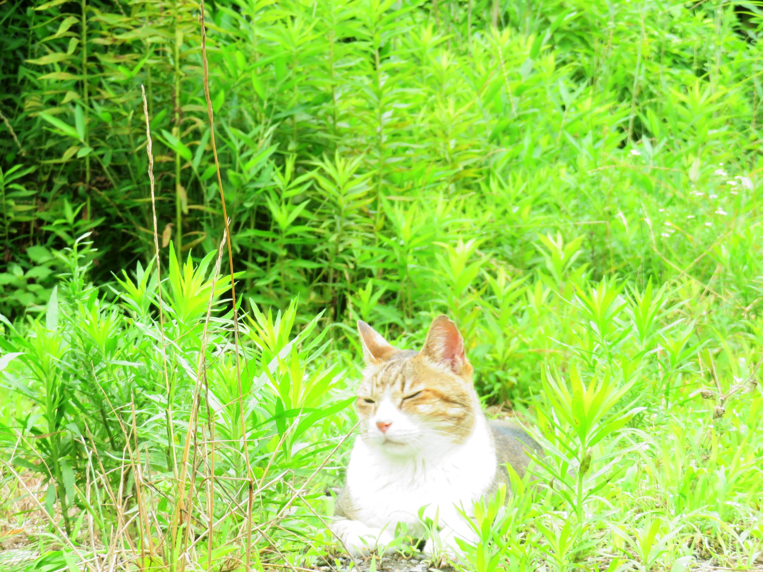 ねこ、風太　巡回