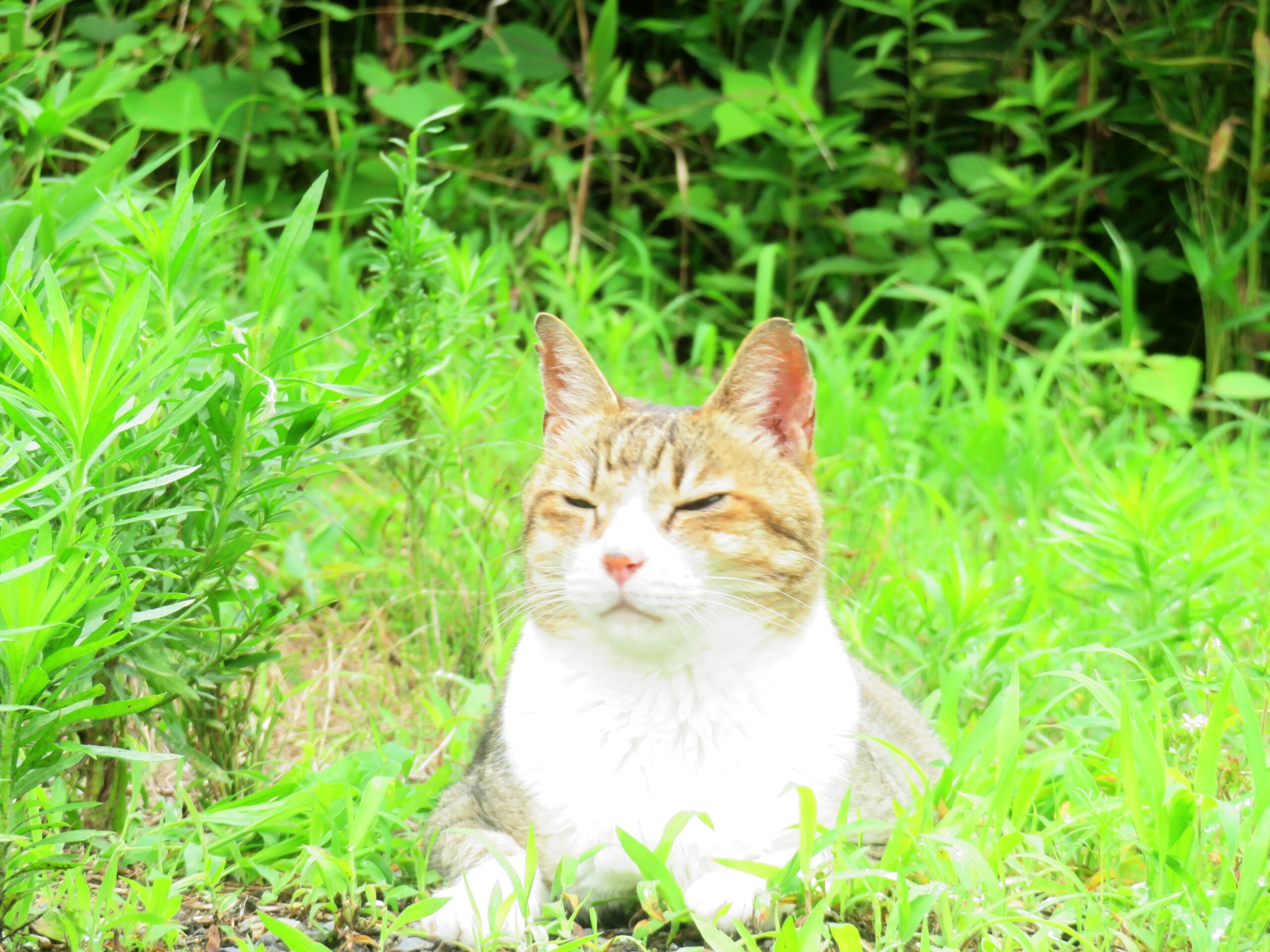 ねこ、風太　巡回