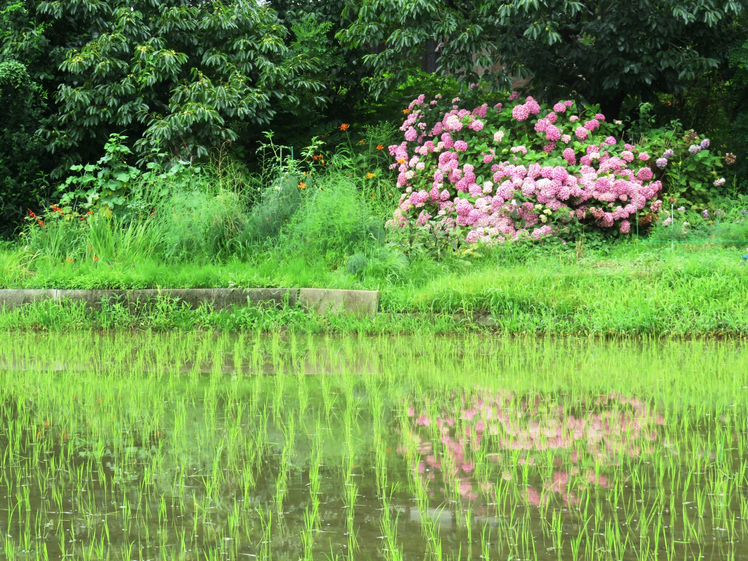 7月の田んぼ