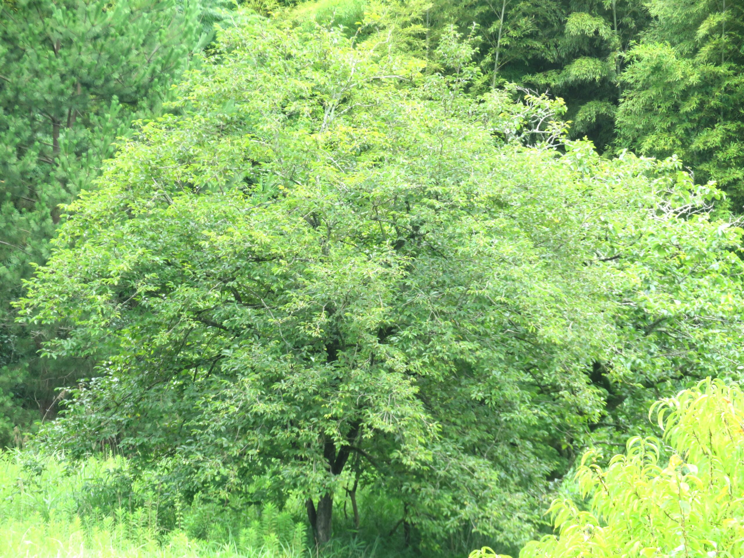 大暑の田舎　柿の木