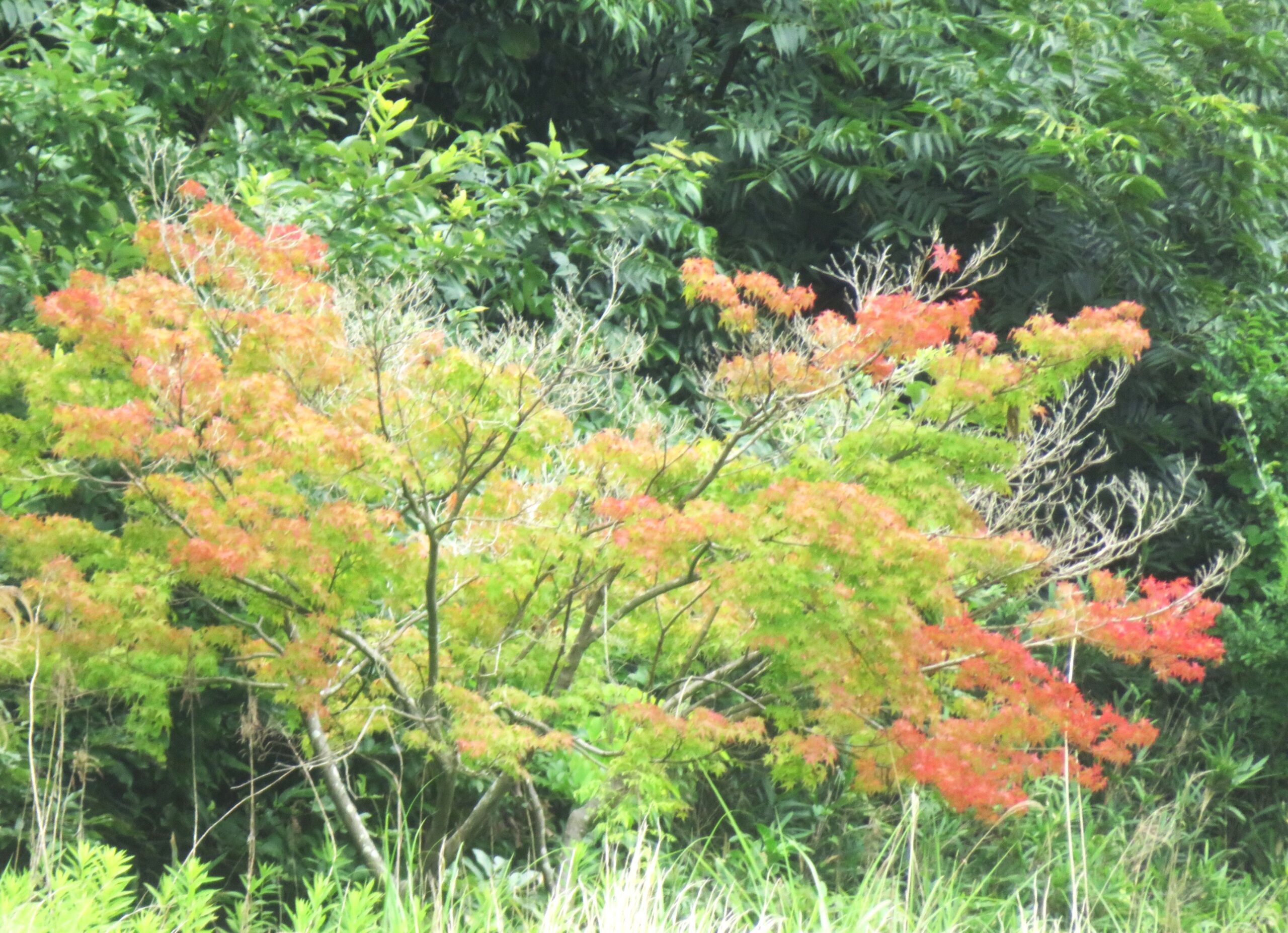 大暑の田舎　紅葉