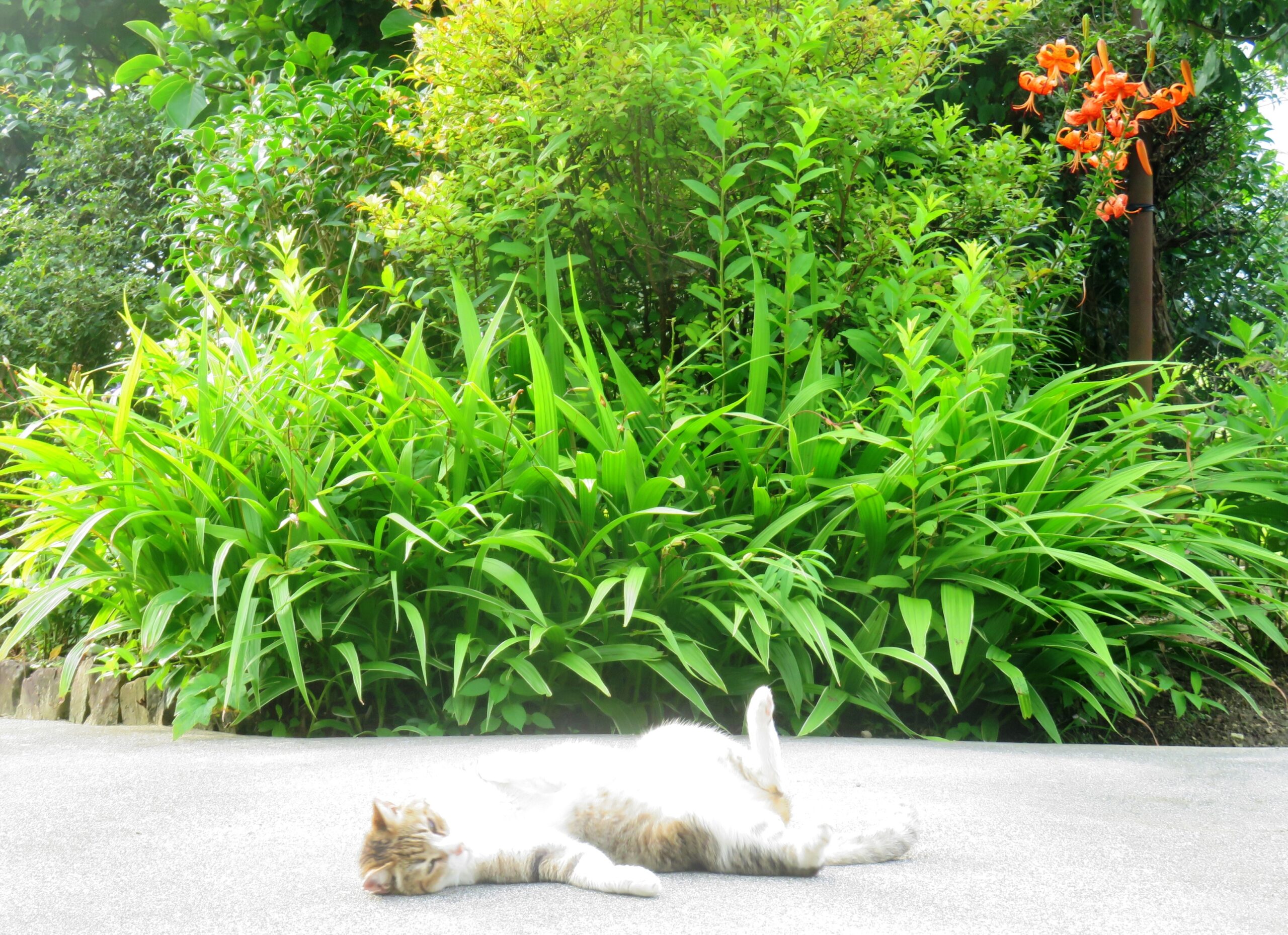 ねこ、風太　ゴロゴロ