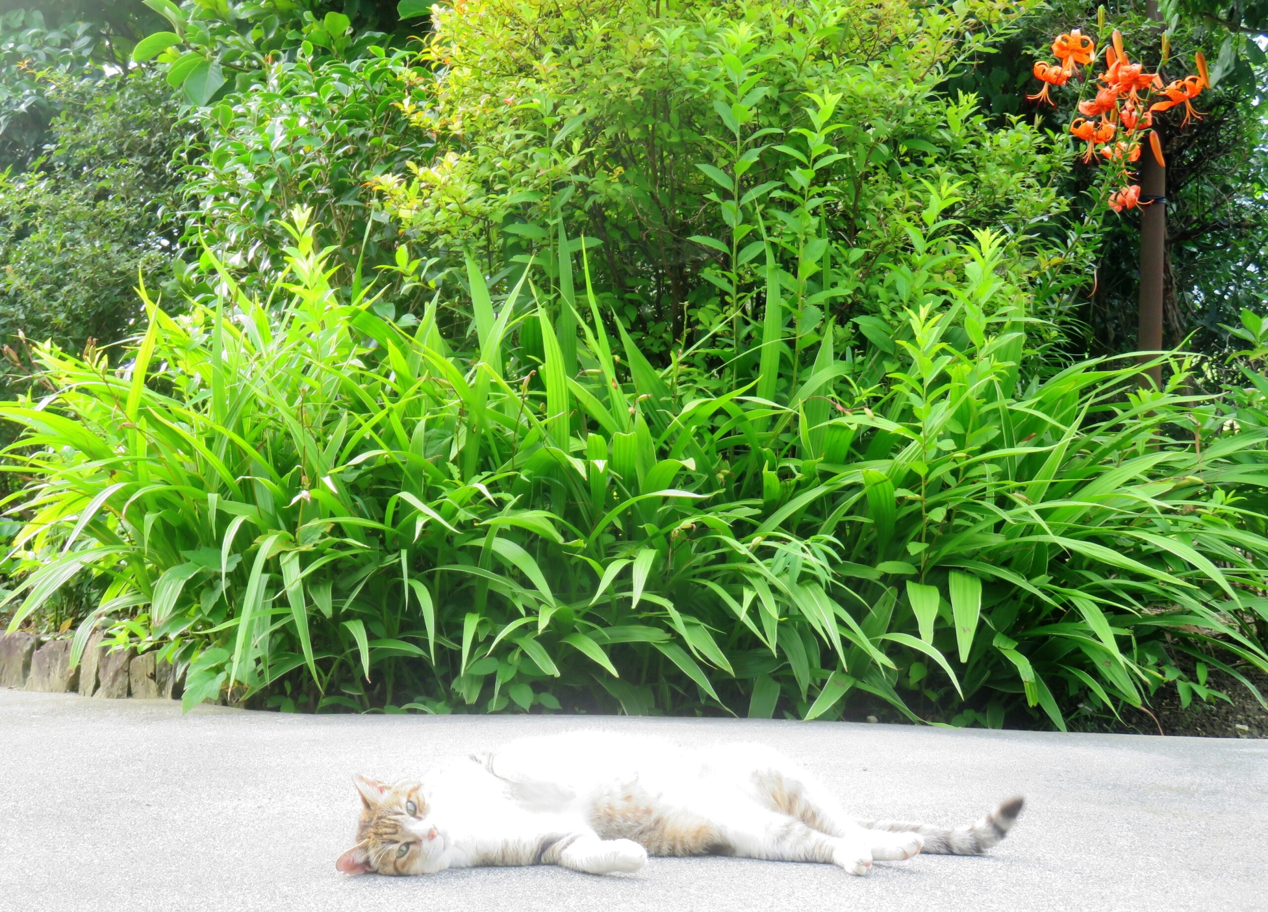 ねこ、風太　ゴロゴロ