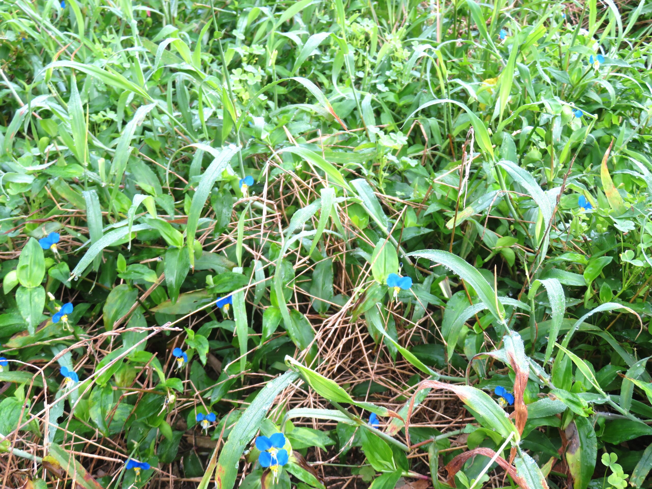 夏の露を置くつゆ草