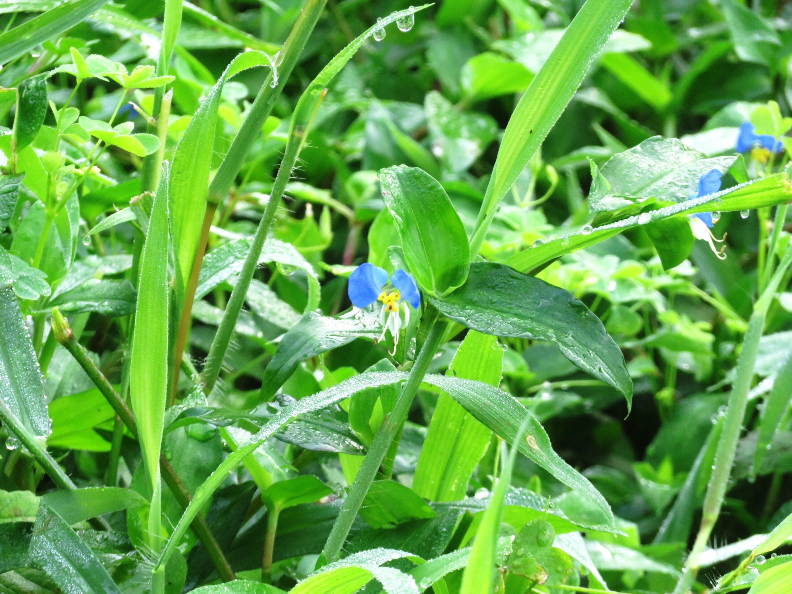 夏の露を置くつゆ草