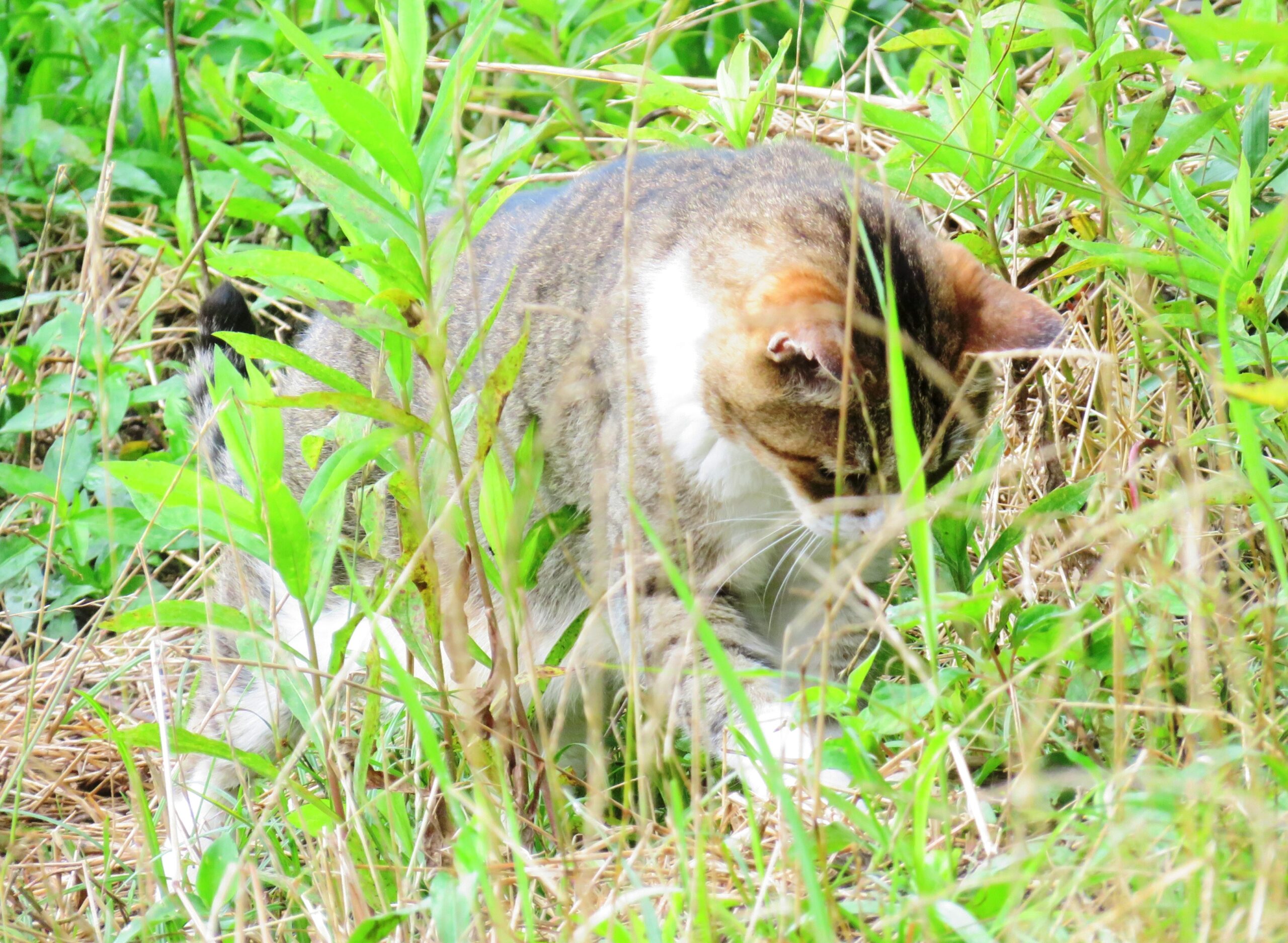 ねこ、風太　巡回