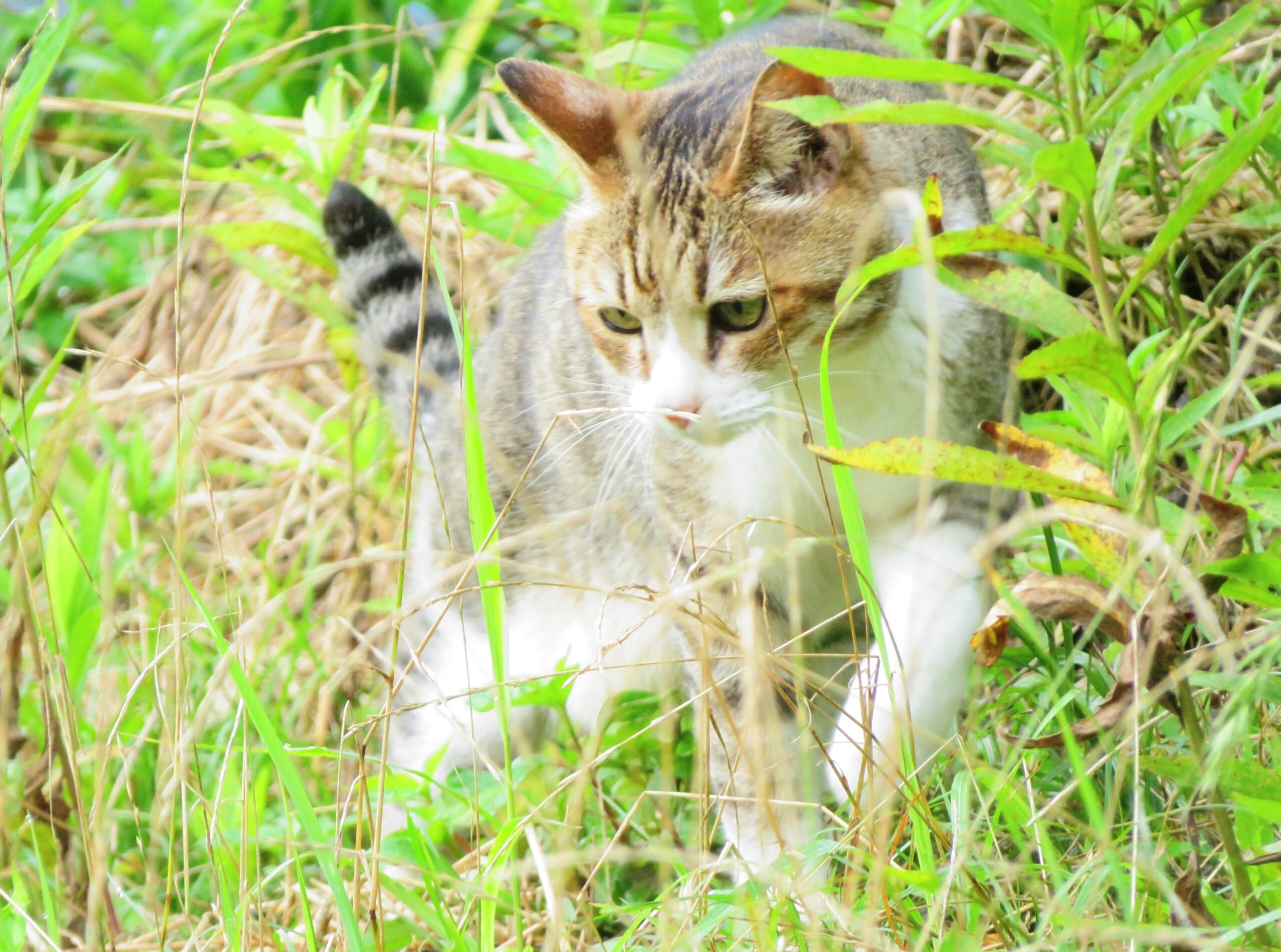 ねこ、風太　巡回