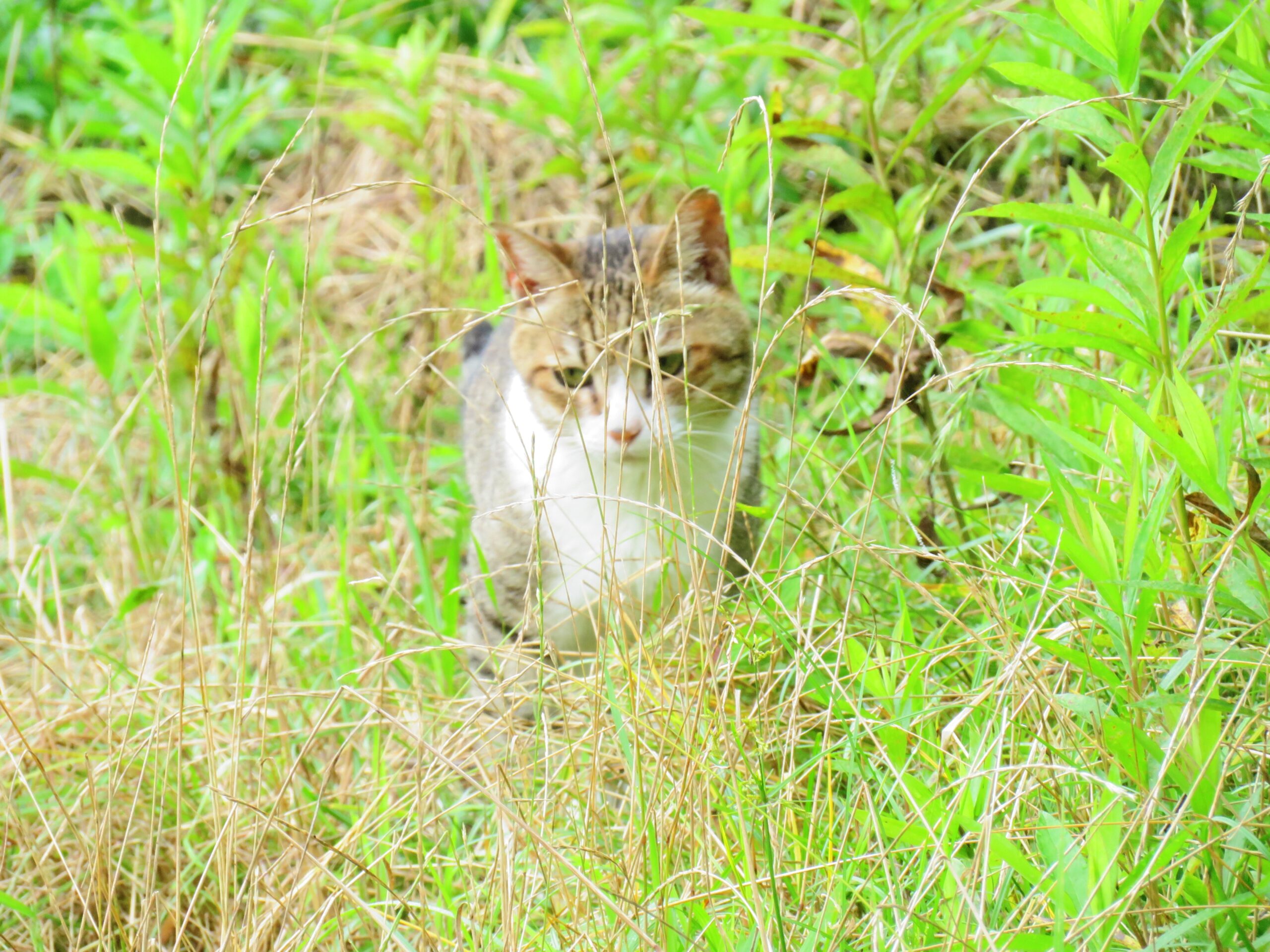 ねこ、風太　巡回