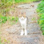 ねこ、風太　巡回