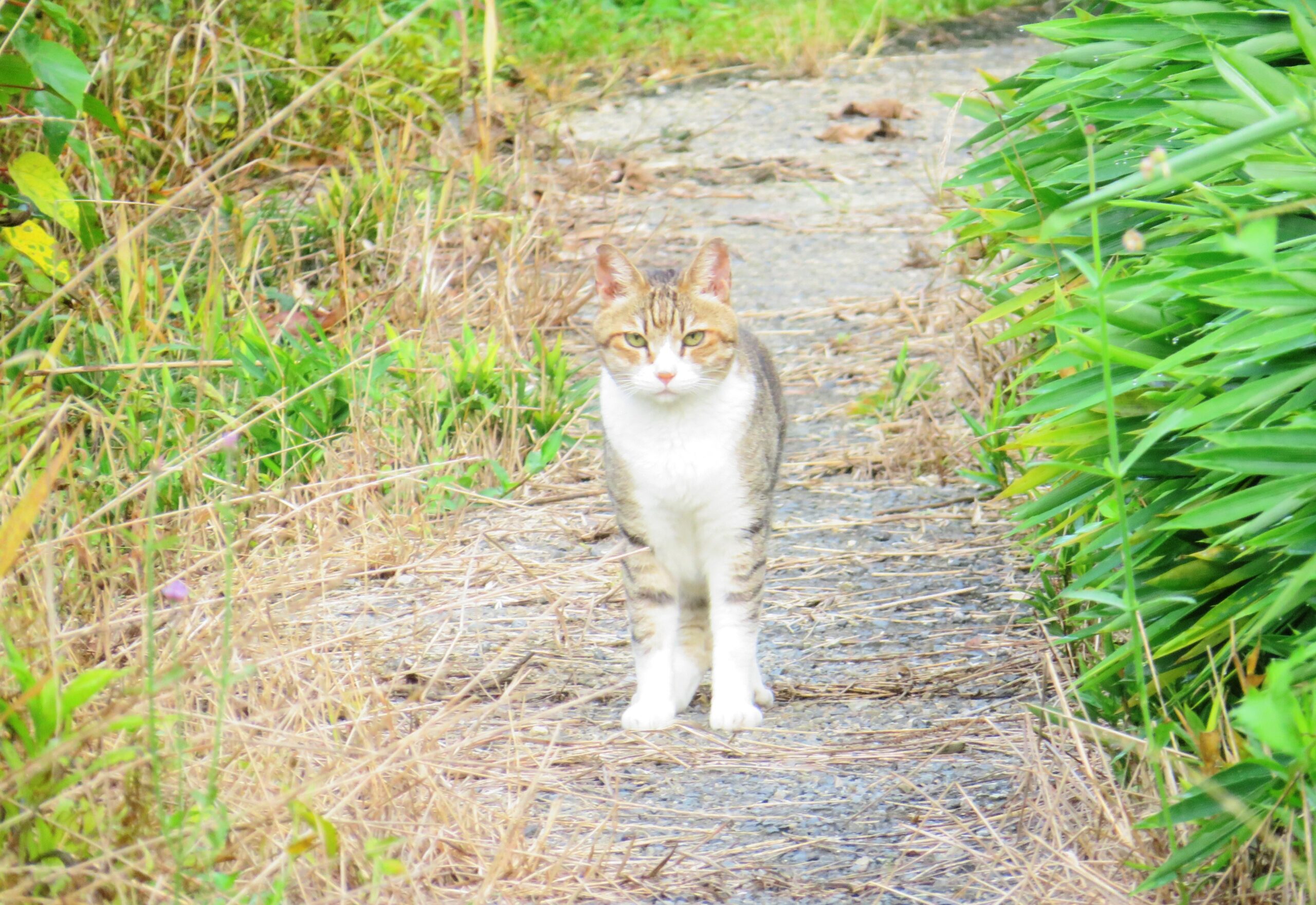 ねこ、風太　巡回