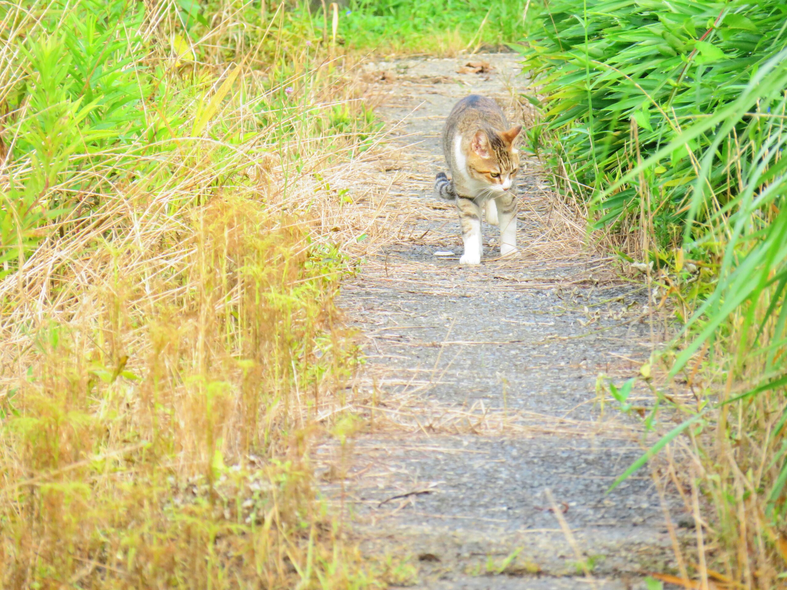 ねこ、風太　巡回