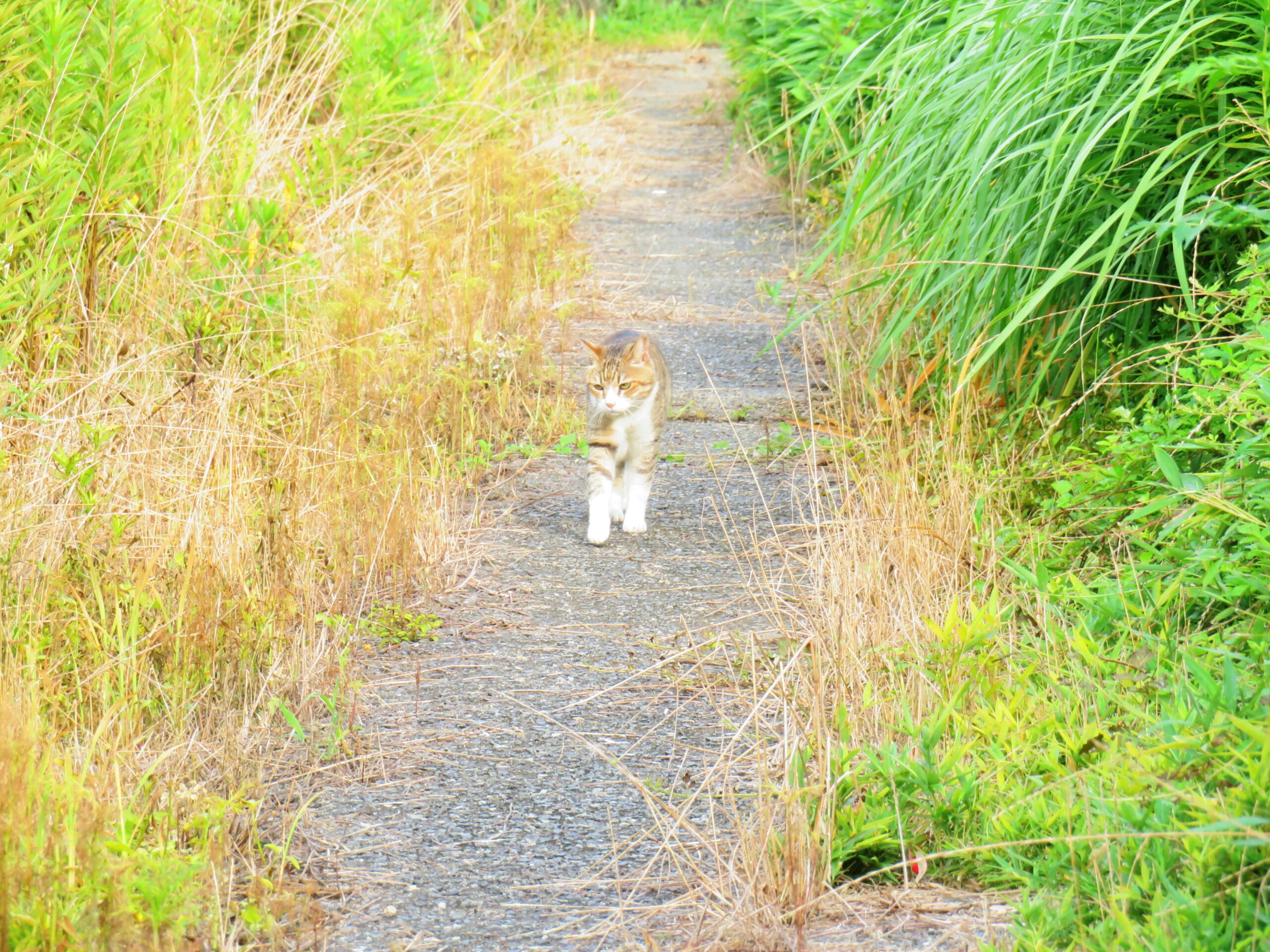 ねこ、風太　巡回