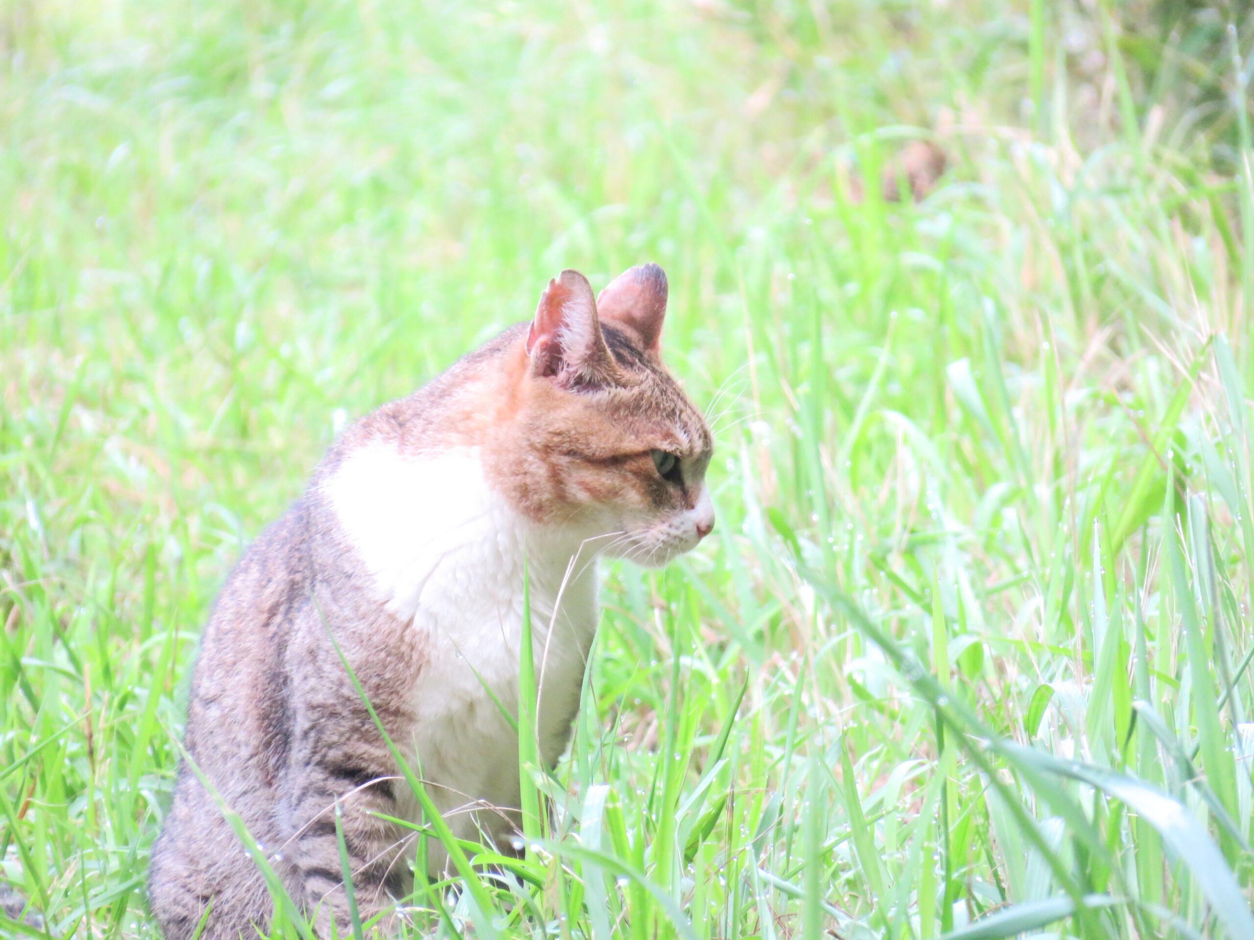 ねこ、風太　巡回