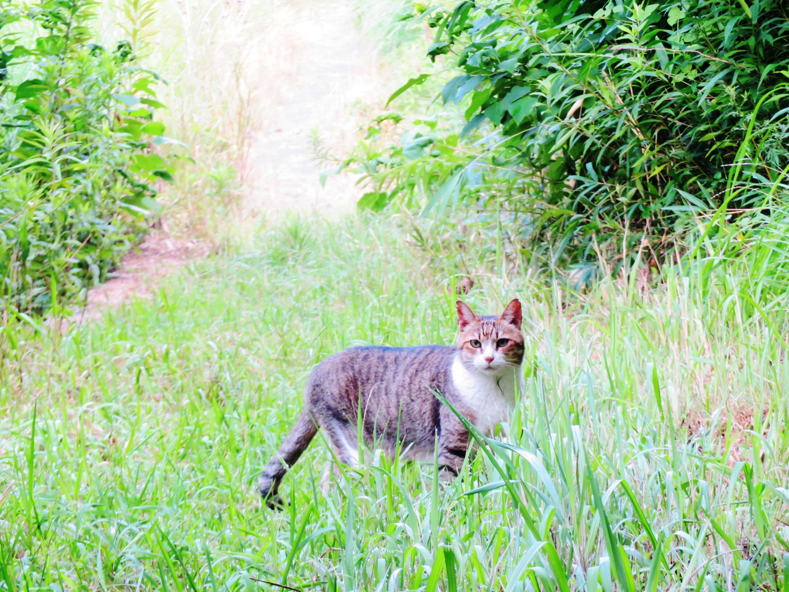 ねこ、風太　巡回