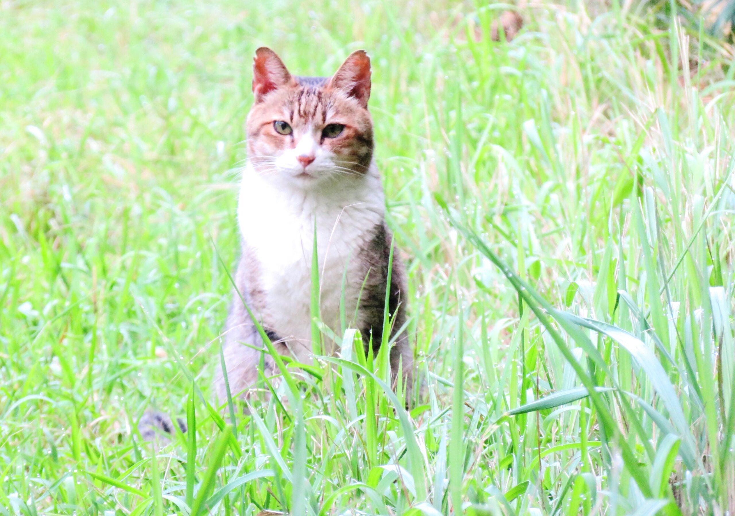 ねこ、風太　巡回