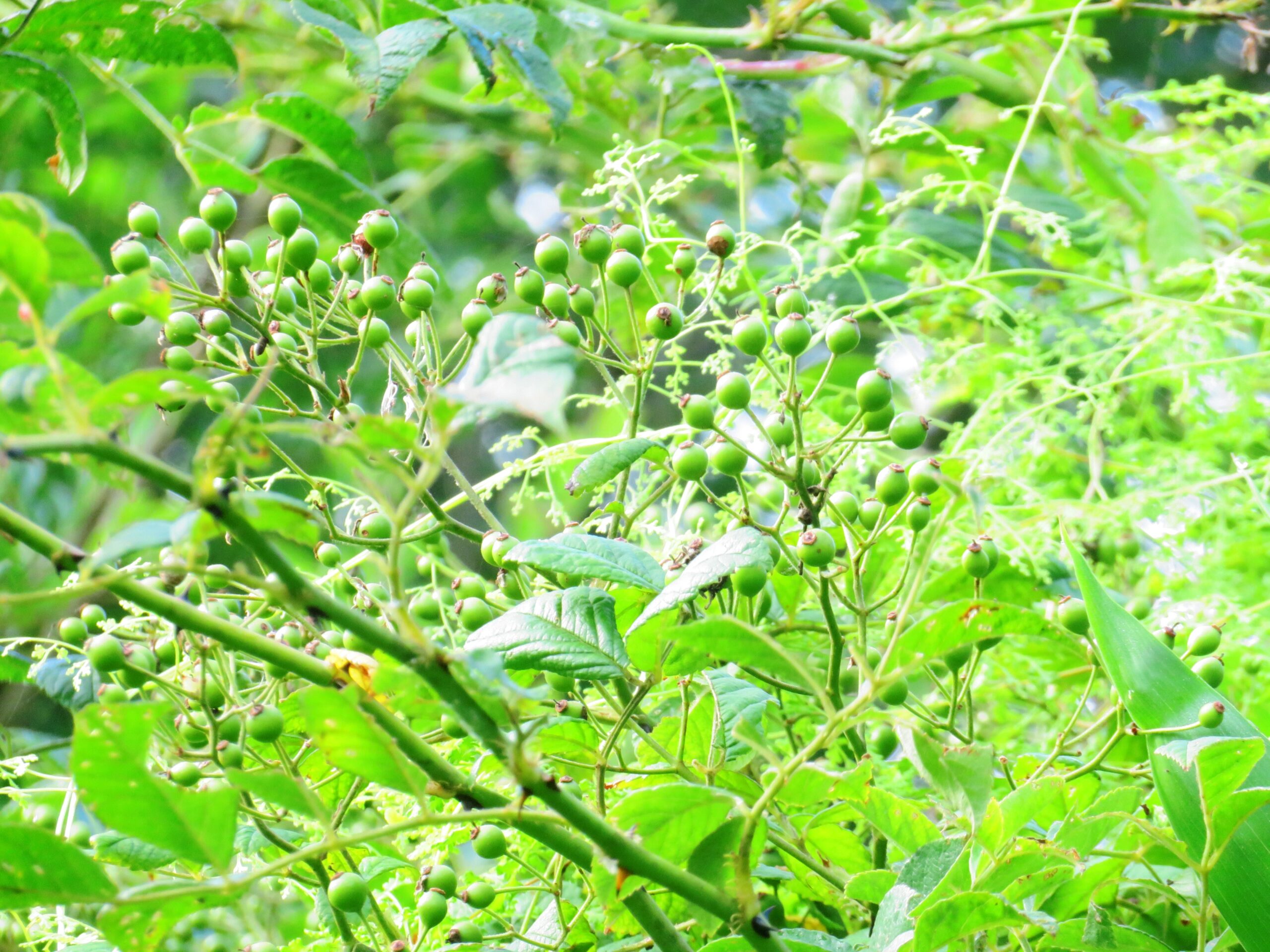 真夏の野茨の実